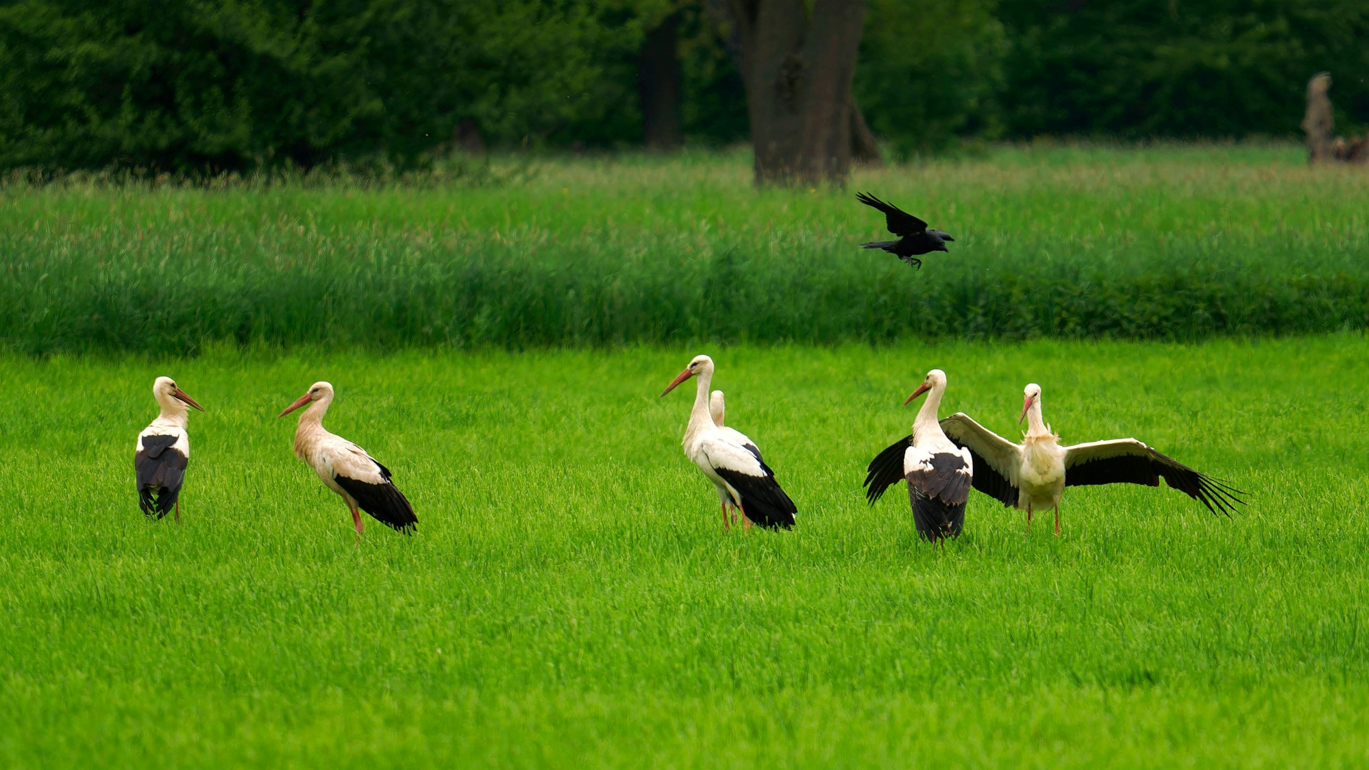 Die jungen Störche bei der Durchreise in der Siegaue kurz hinter Sankt Augustin-Meindorf.
