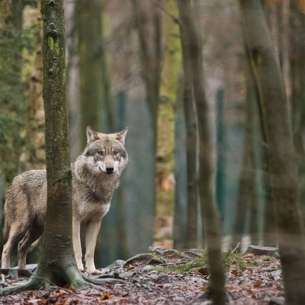In Deutschland steigt die Zahl der Nutztierrisse durch Wölfe. Jetzt soll eine neue EU-Reform als Voraussetzung für eine geregelte Jagd auf die Raubtiere in Kraft treten.