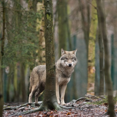 In Deutschland steigt die Zahl der Nutztierrisse durch Wölfe. Jetzt soll eine neue EU-Reform als Voraussetzung für eine geregelte Jagd auf die Raubtiere in Kraft treten.