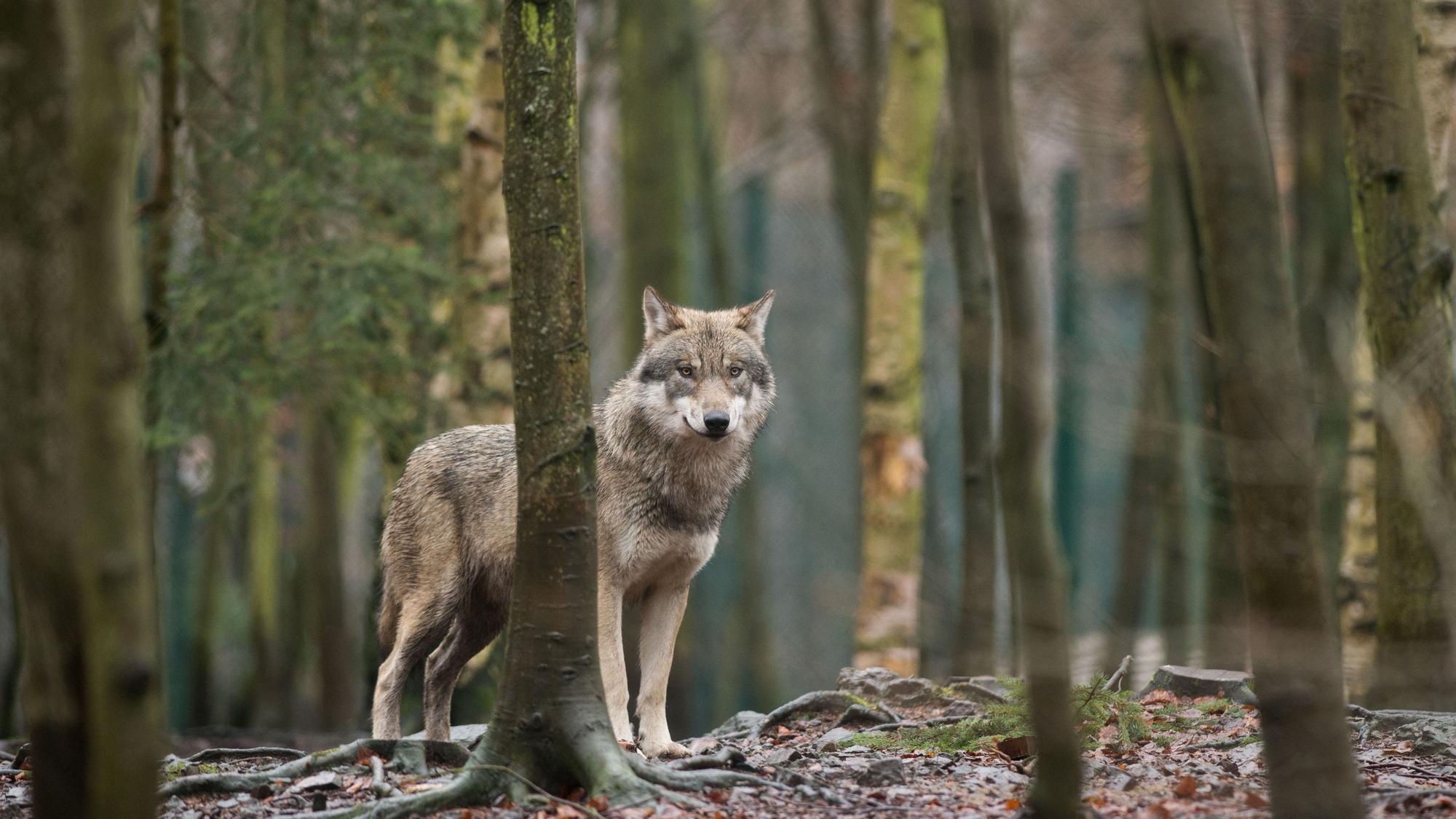 In Deutschland steigt die Zahl der Nutztierrisse durch Wölfe. Jetzt soll eine neue EU-Reform als Voraussetzung für eine geregelte Jagd auf die Raubtiere in Kraft treten.