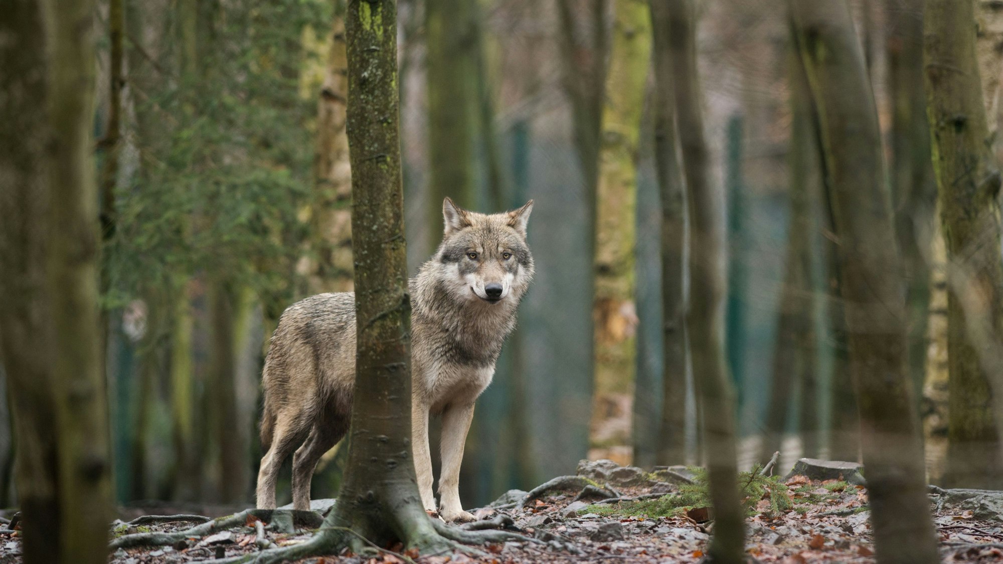 In Deutschland steigt die Zahl der Nutztierrisse durch Wölfe. Jetzt soll eine neue EU-Reform als Voraussetzung für eine geregelte Jagd auf die Raubtiere in Kraft treten.