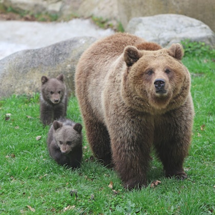 Zwei junge Braunbären toben unter den wachsamen Augen von Mutter Idun erstmals im Bärengehege im Tierpark Hexentanzplatz herum. Ein Gericht in Frankreich hat einen von einer Braunbärin angegriffenen Jäger für seine tödlichen Schüsse auf das Tier zu vier Monaten Haft auf Bewährung verurteilt. (Symbolbild)