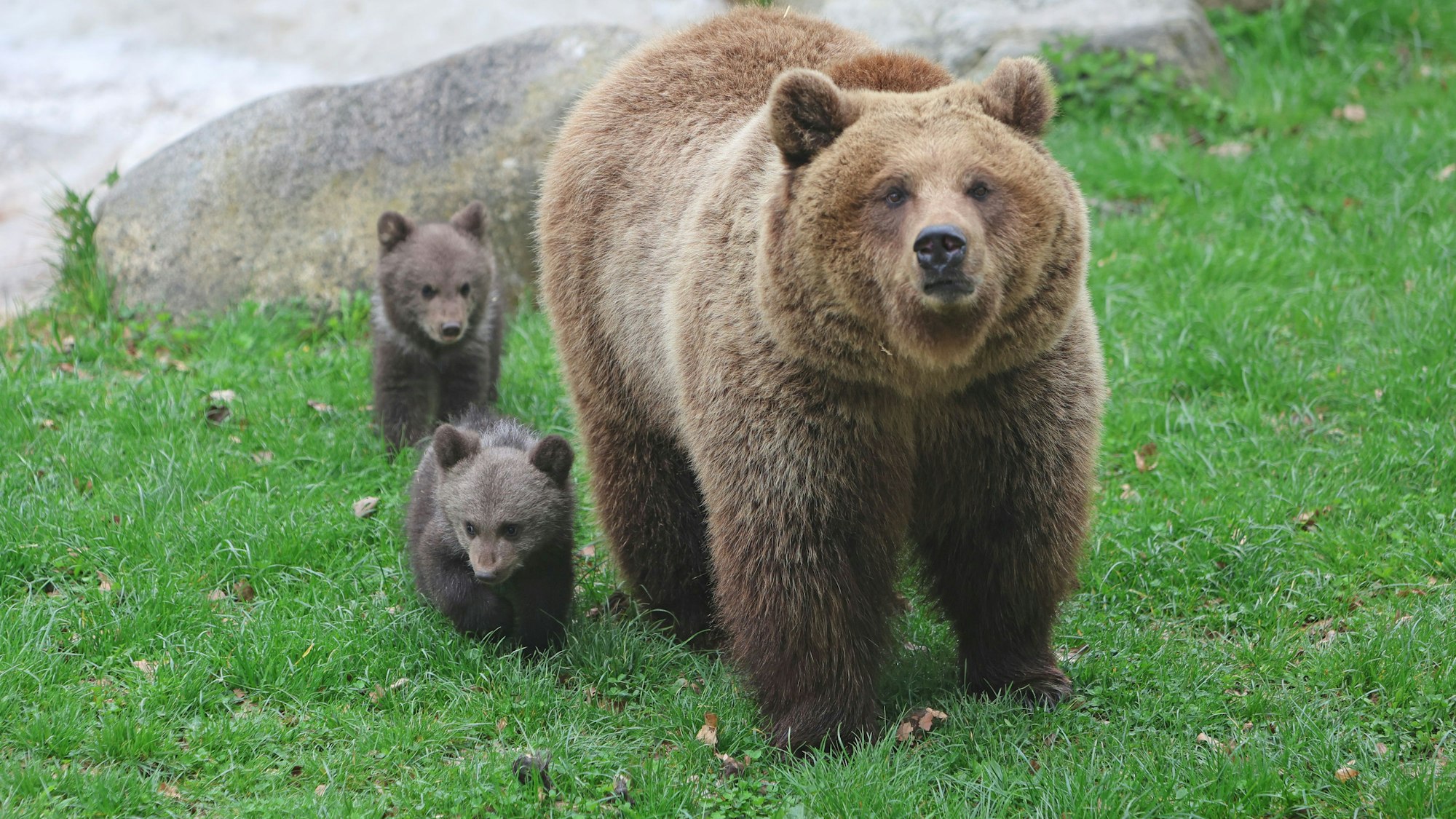 Zwei junge Braunbären toben unter den wachsamen Augen von Mutter Idun erstmals im Bärengehege im Tierpark Hexentanzplatz herum. Ein Gericht in Frankreich hat einen von einer Braunbärin angegriffenen Jäger für seine tödlichen Schüsse auf das Tier zu vier Monaten Haft auf Bewährung verurteilt. (Symbolbild)