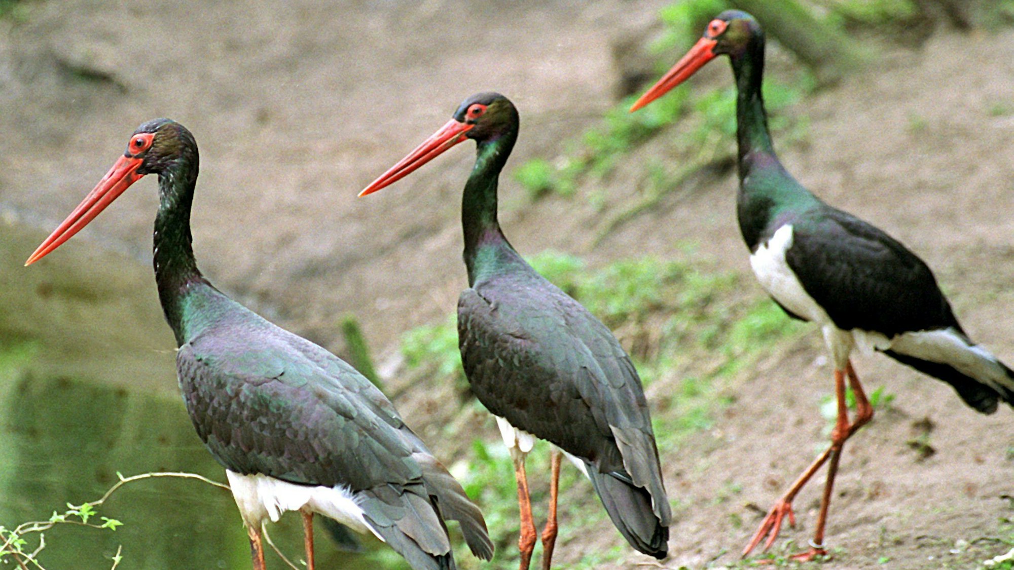 Das Archivbild zeigt heimische Schwarzstörche in Schleswig-Holstein.