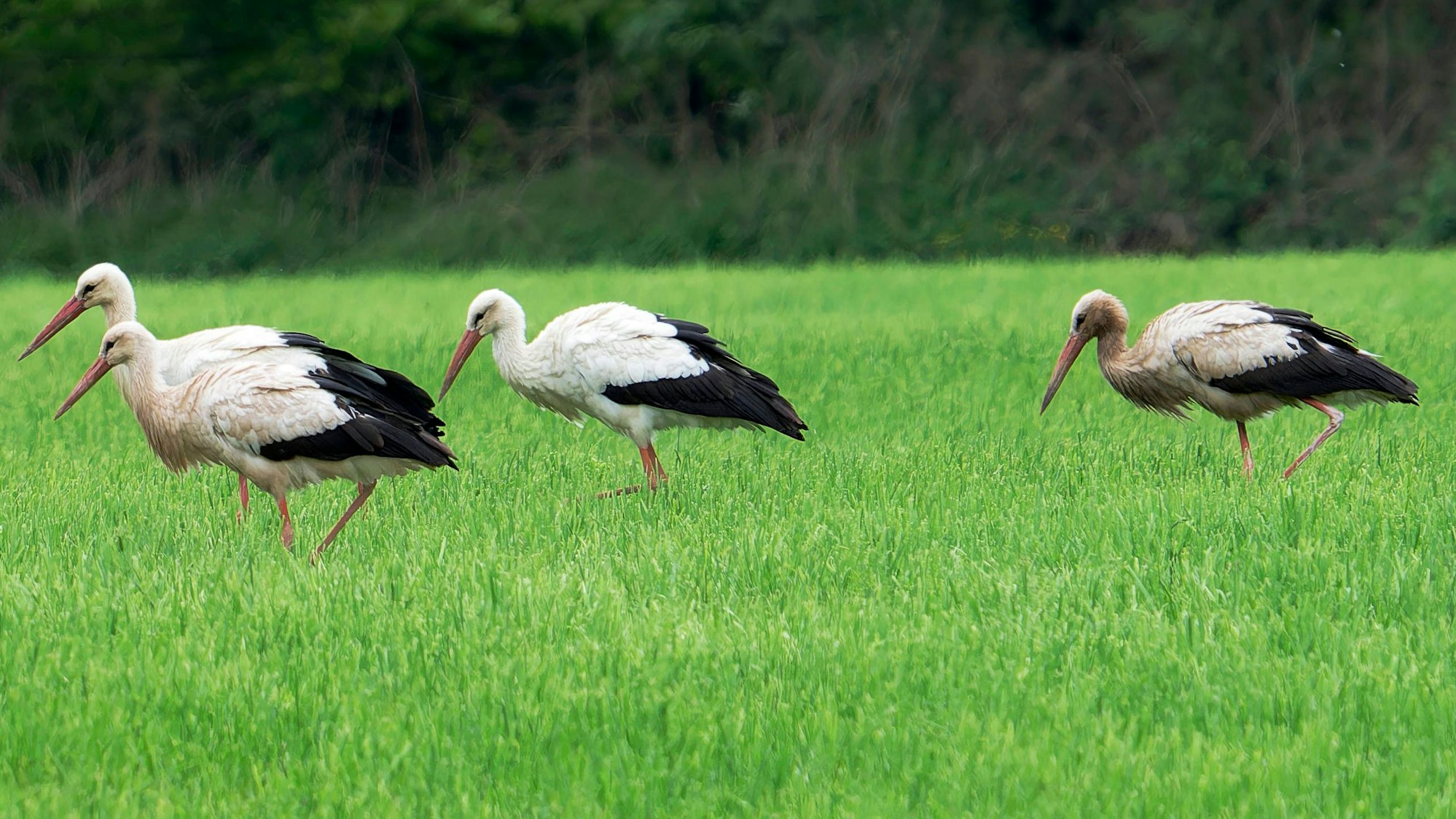 Weißstörche in den Siegauen bei Sankt Augustin im Mai 2025