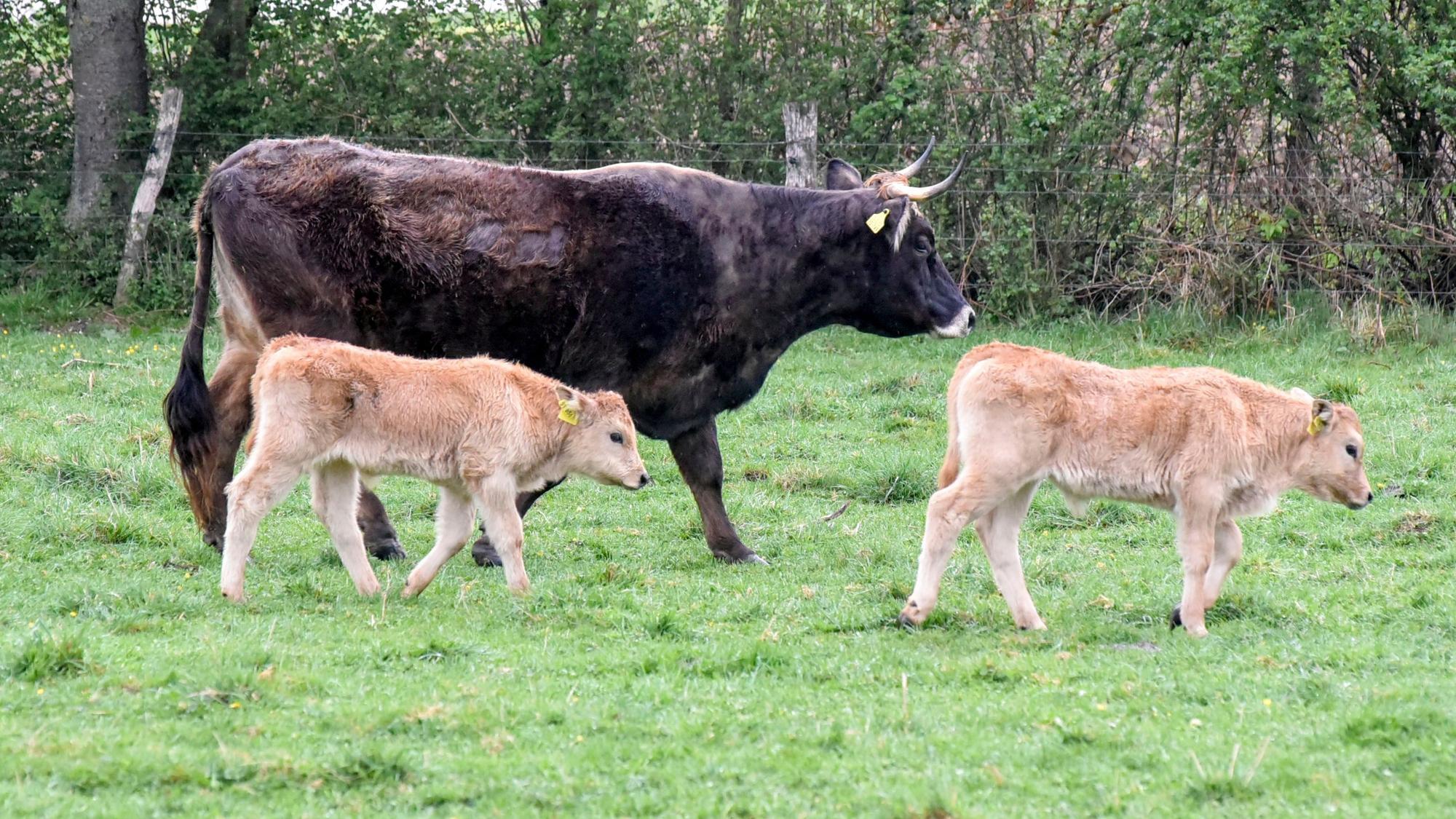 Eine Kuh und zwei Kälber laufen über eine Wiese.