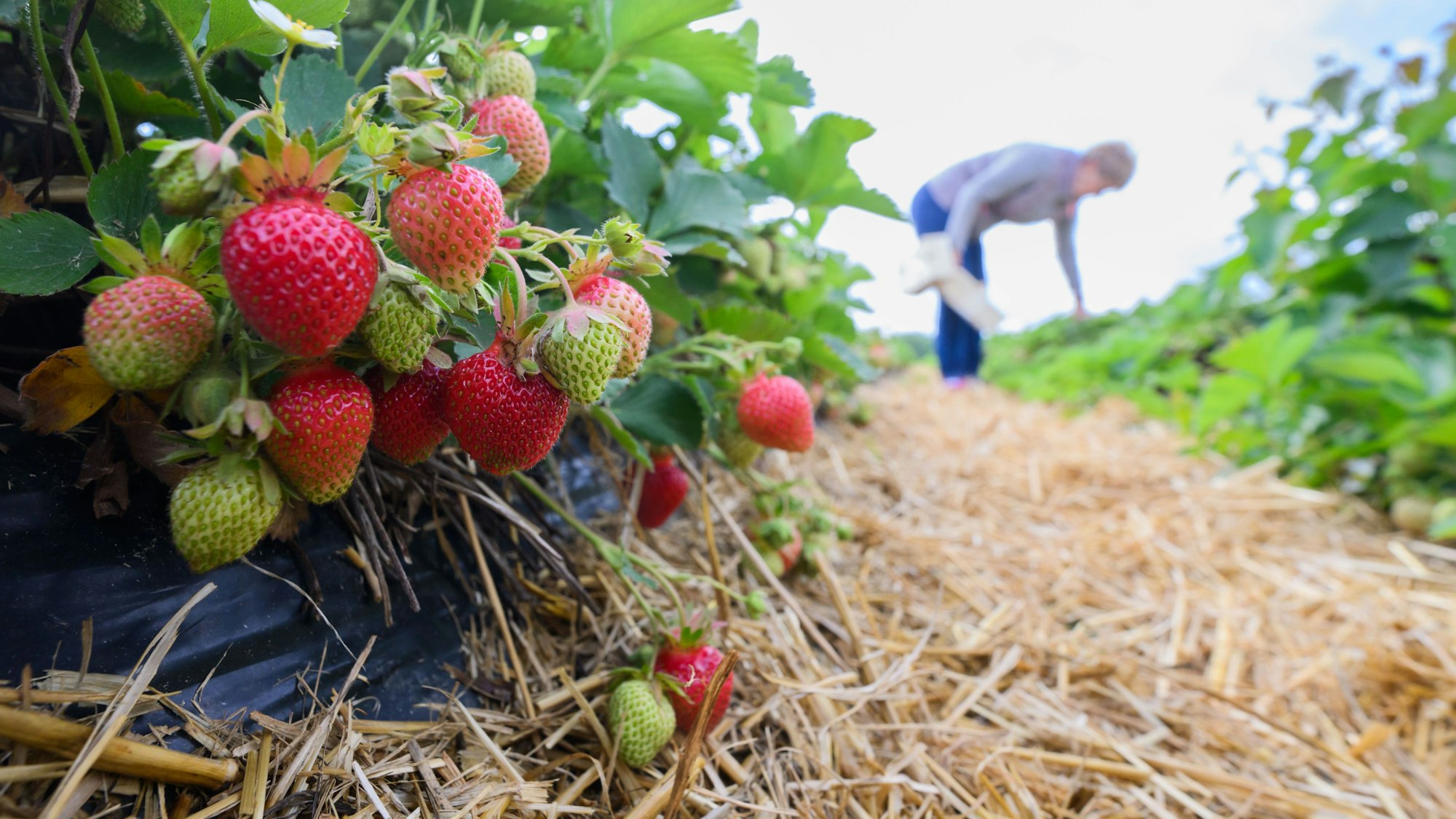 Auf einem Erdbeerfeld wie diesem hatte es im August 2024 eine Attacke auf einen Pflücker gegeben.