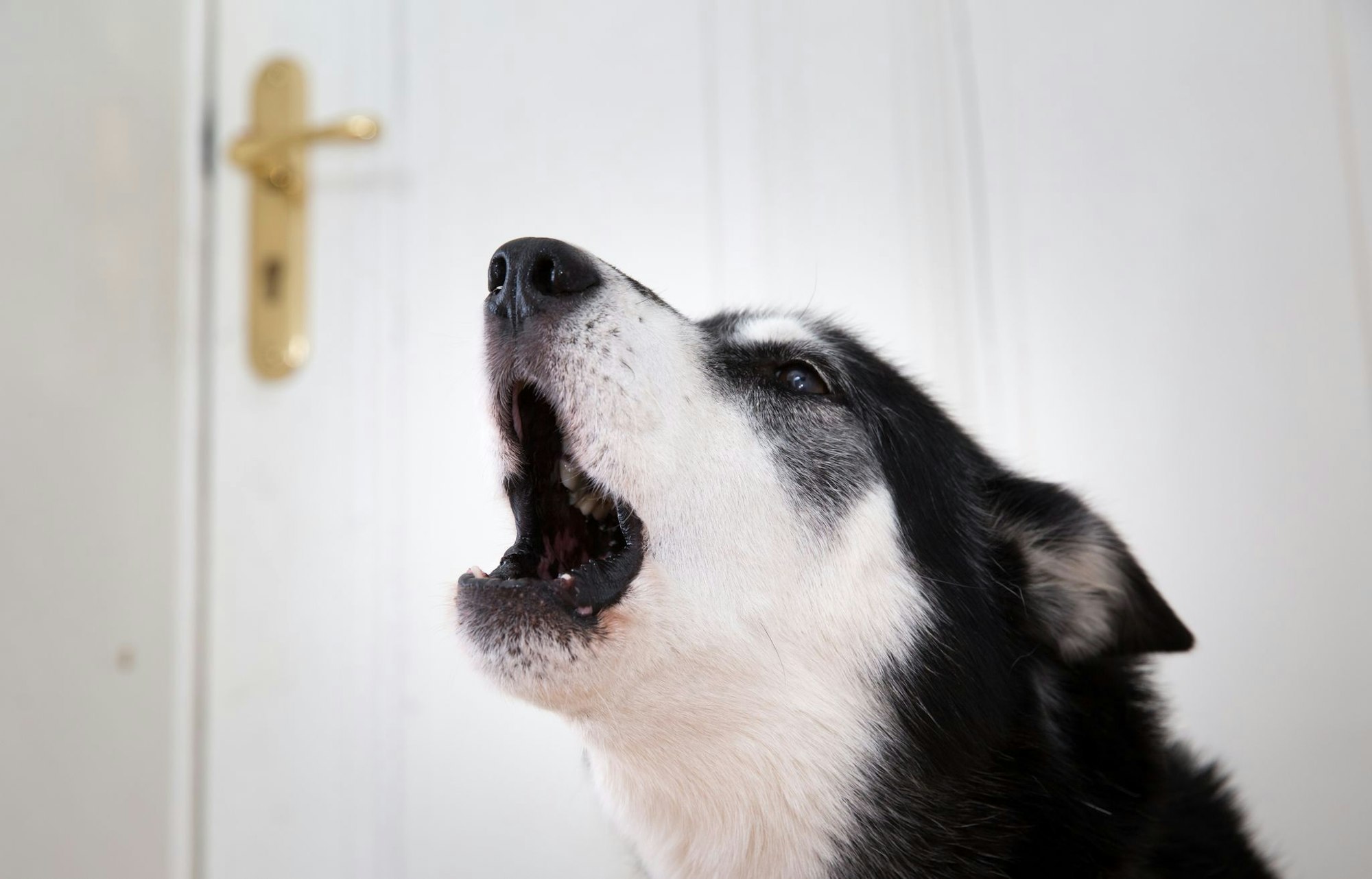 Sehnsucht nach Frauchen? Mit etwas Training kann man seinen Hund gut ans Alleinsein gewöhnen.