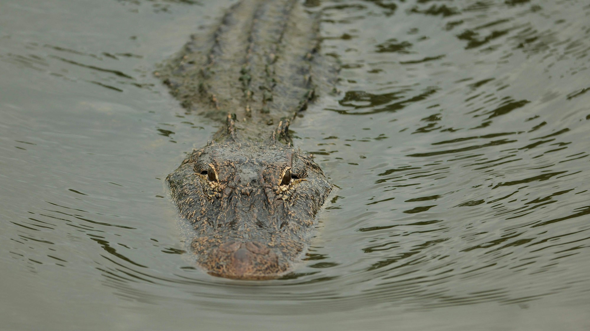 AVONDALE, LOUISIANA - APRIL 24: A alligator is seen on day one of the Zurich Classic of New Orleans on April 24, 2025 in Avondale, Louisiana. Jonathan Bachman/Getty Images/AFP (Photo by Jonathan Bachman / GETTY IMAGES NORTH AMERICA / Getty Images via AFP)