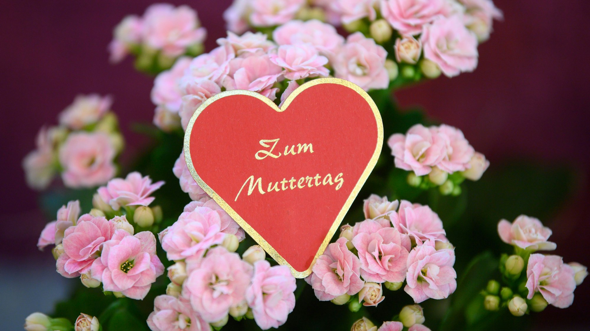 Ein Herz mit der Aufschrift «Zum Muttertag» steckt in einem Blumengeschäft in einem Topf mit der Pflanze Flammendes Käthchen.