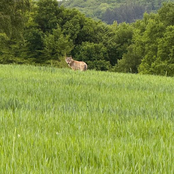 In Hennef-Hüchel ist mehrfach ein Wolf gesichtet worden, die Bürgerinnen und Bürger sind besorgt, weil er bis an die Grundstücke kommt.