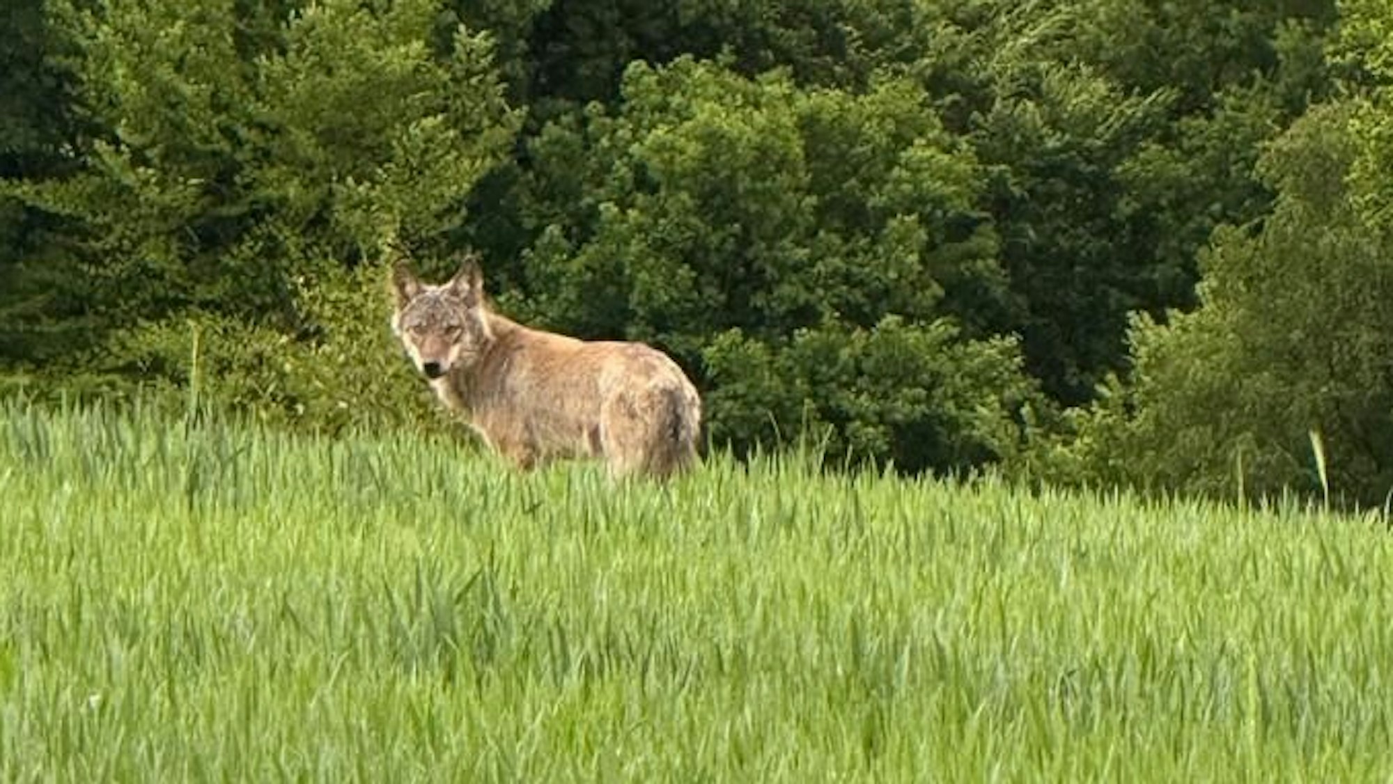 In Hennef-Hüchel ist mehrfach ein Wolf gesichtet worden, die Bürgerinnen und Bürger sind besorgt, weil er bis an die Grundstücke kommt.