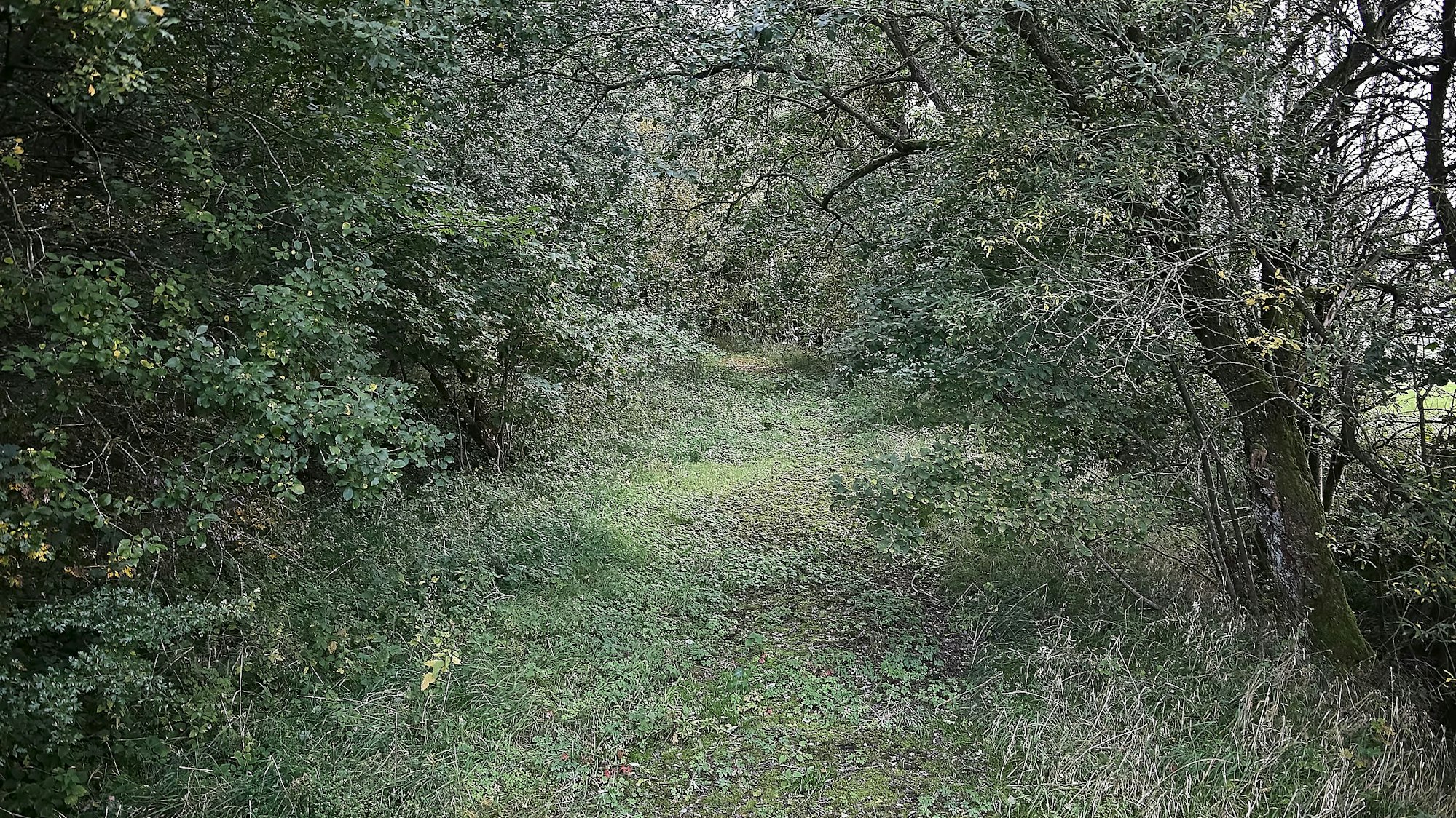 Komplett zugewachsen ist der ehemalige Grenzübergang bei Kehr.