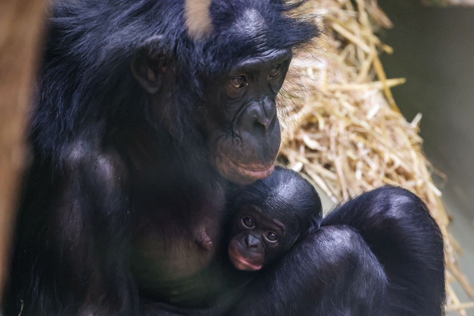 Affen-Nachwuchs: Kölner Zoo freut sich über Bonobo-Baby
