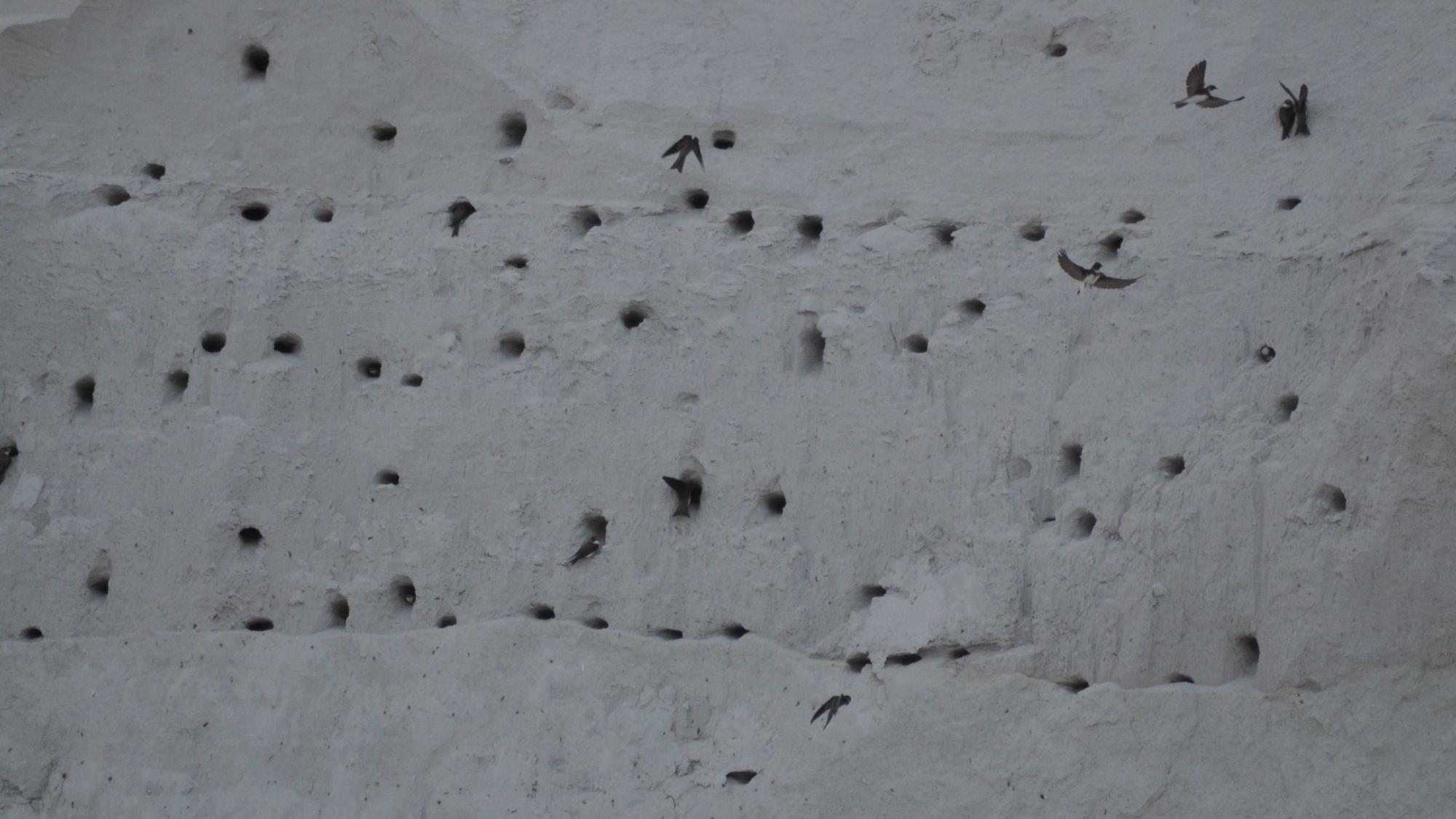 Das Bild zeigt, wie Schwalben in die kleinen Löcher in der weißen Wand ein- und wieder ausfliegen.