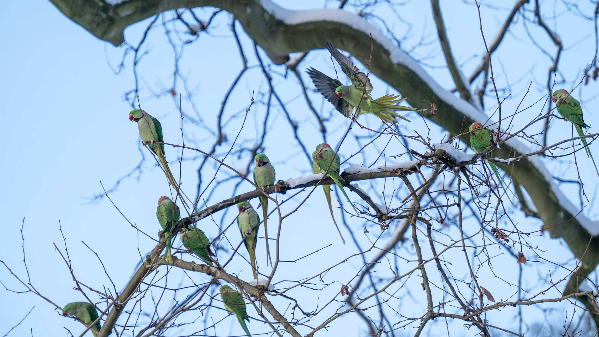 Halsbandsittiche sitzen auf einem mit Schnee belegtem Baum.
