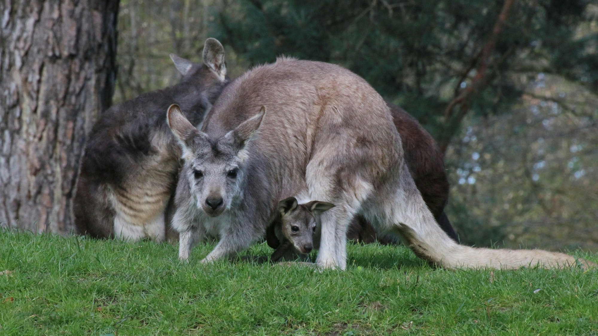 Ein kleines Känguru-Junges blickt aus dem Beutel seiner Mutter. Die Kängurus im Zoo Duisburg haben fünffachen Nachwuchs bekommen, teilte der Zoo Duisburg am Donnerstag mit. Foto: I. Sickmann/Zoo Duisburg/dpa - ACHTUNG: Nur zur redaktionellen Verwendung im Zusammenhang mit der aktuellen Berichterstattung und nur mit vollständiger Nennung des vorstehenden Credits +++ dpa-Bildfunk +++