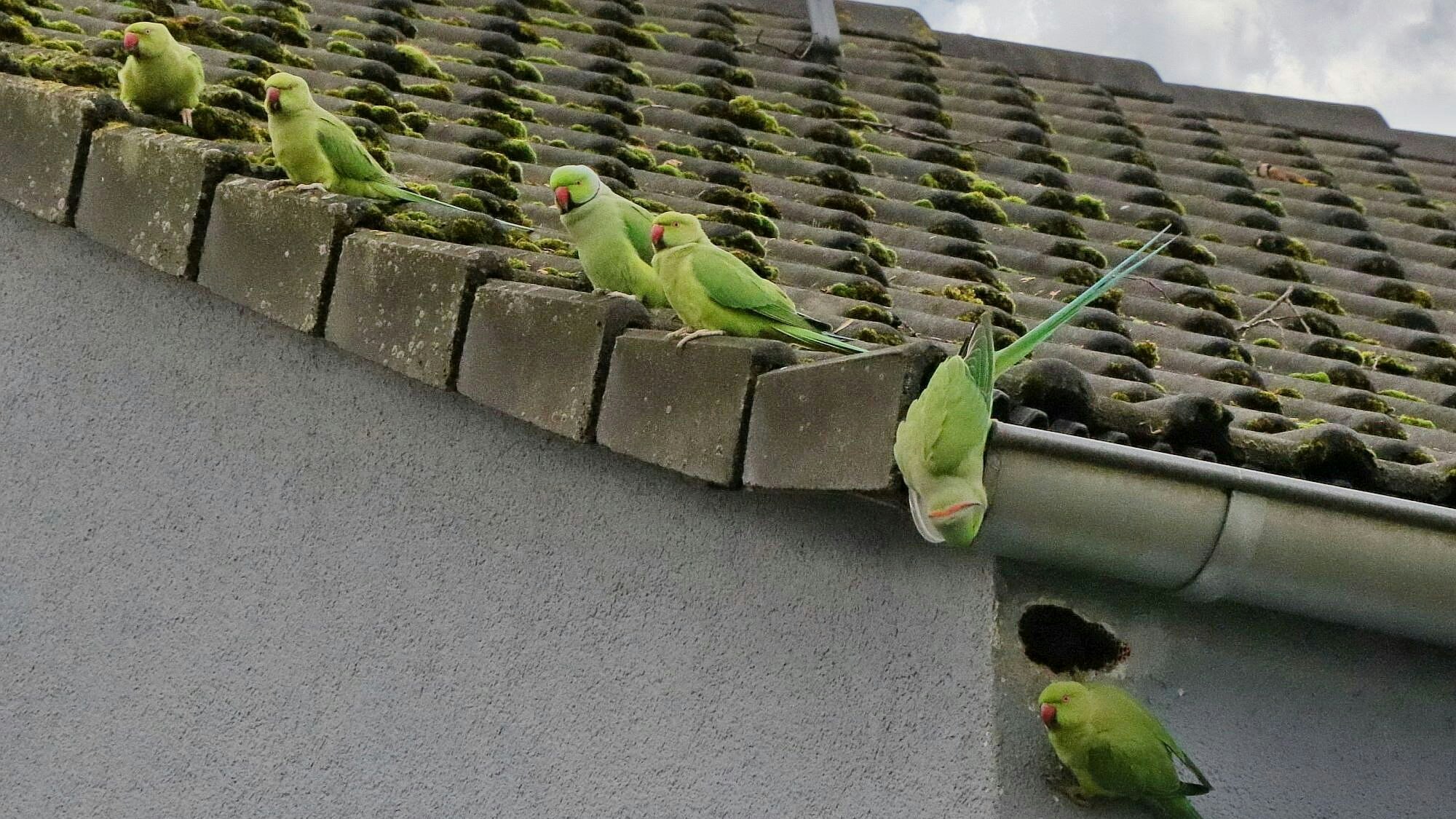Halsbandsittiche auf der Suche nach einem Platz zum nisten.