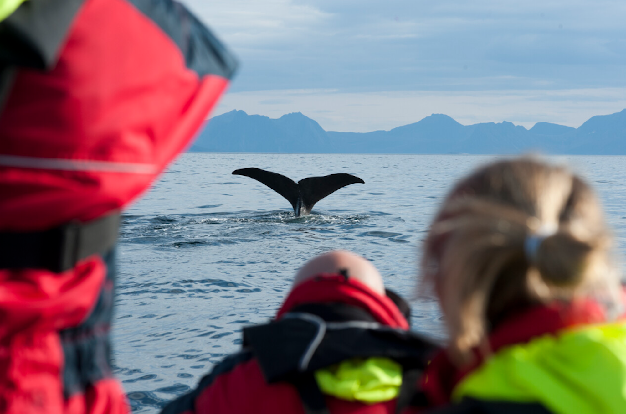 Bild von Walbeobachtungen auf der Insel Andøya