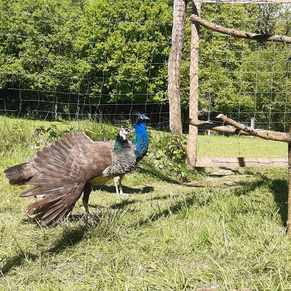 Pfauen im Wildpark Wiehl