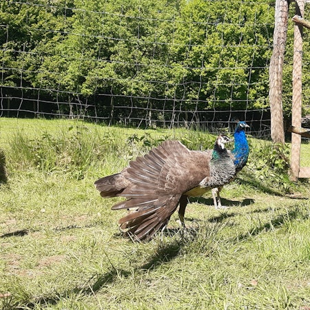 Pfauen im Wildpark Wiehl