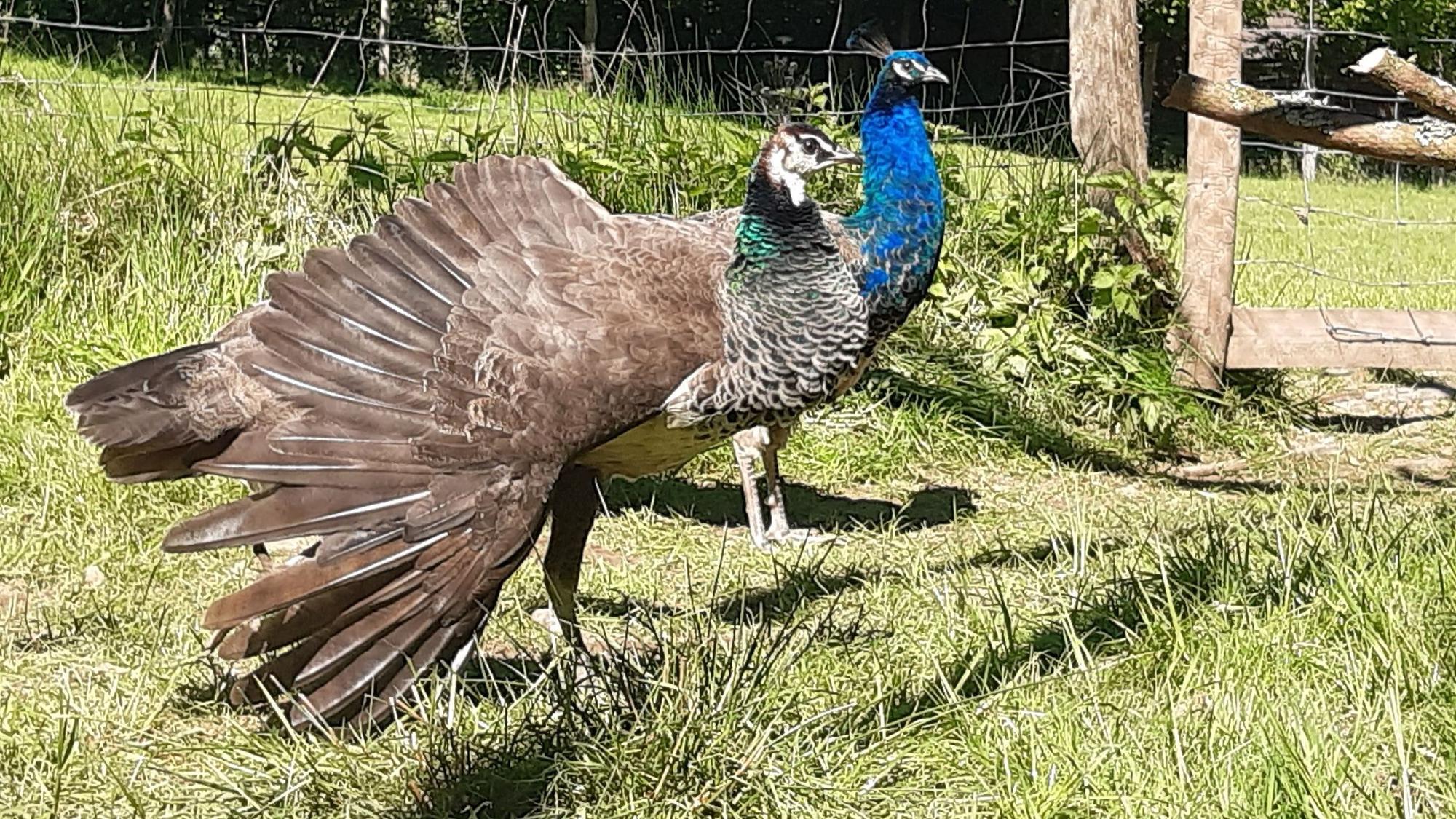 Pfauen im Wildpark Wiehl