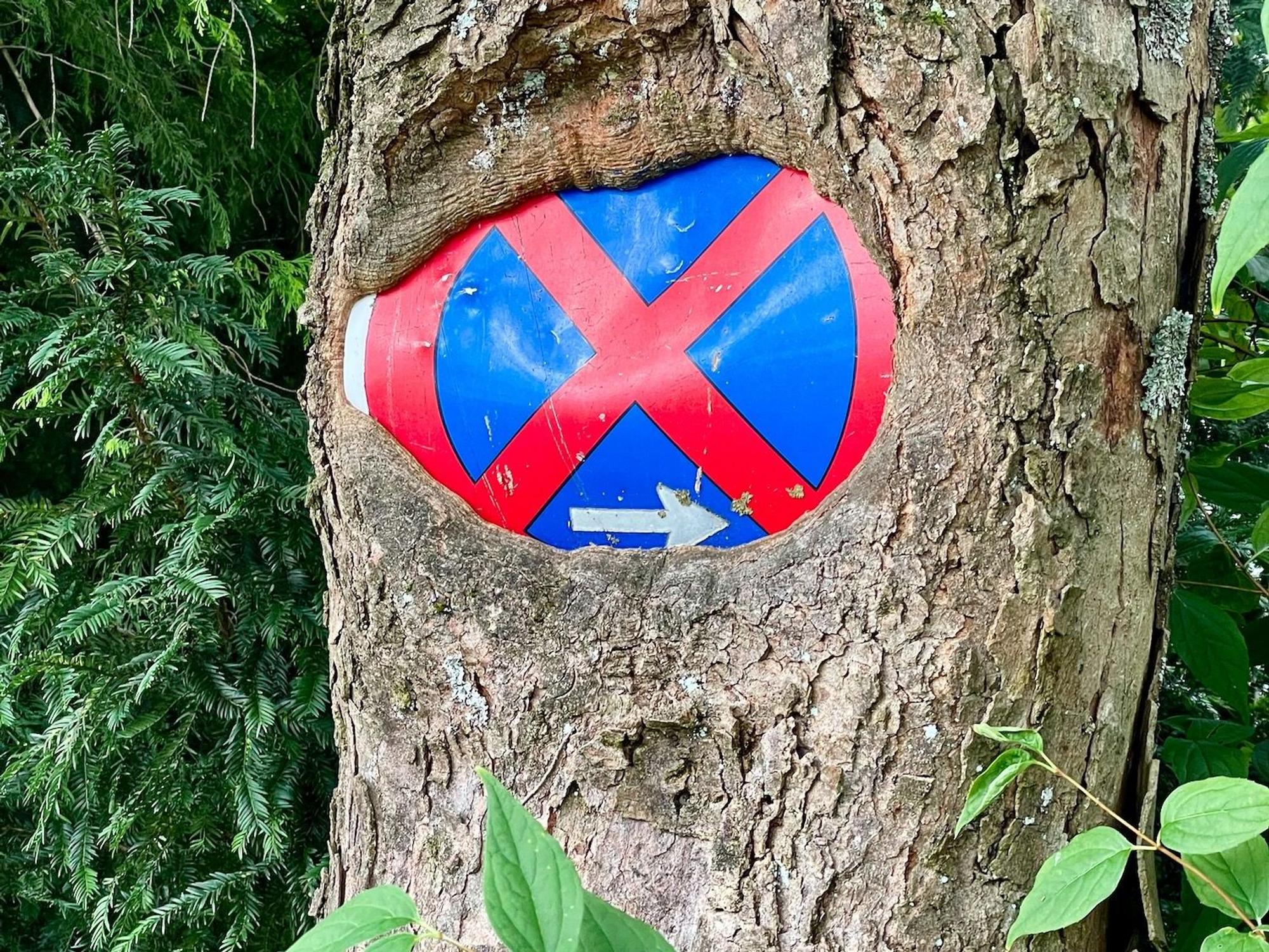Ein Halteverbotsschild ist ein einen Baumstamm eingewachsen.