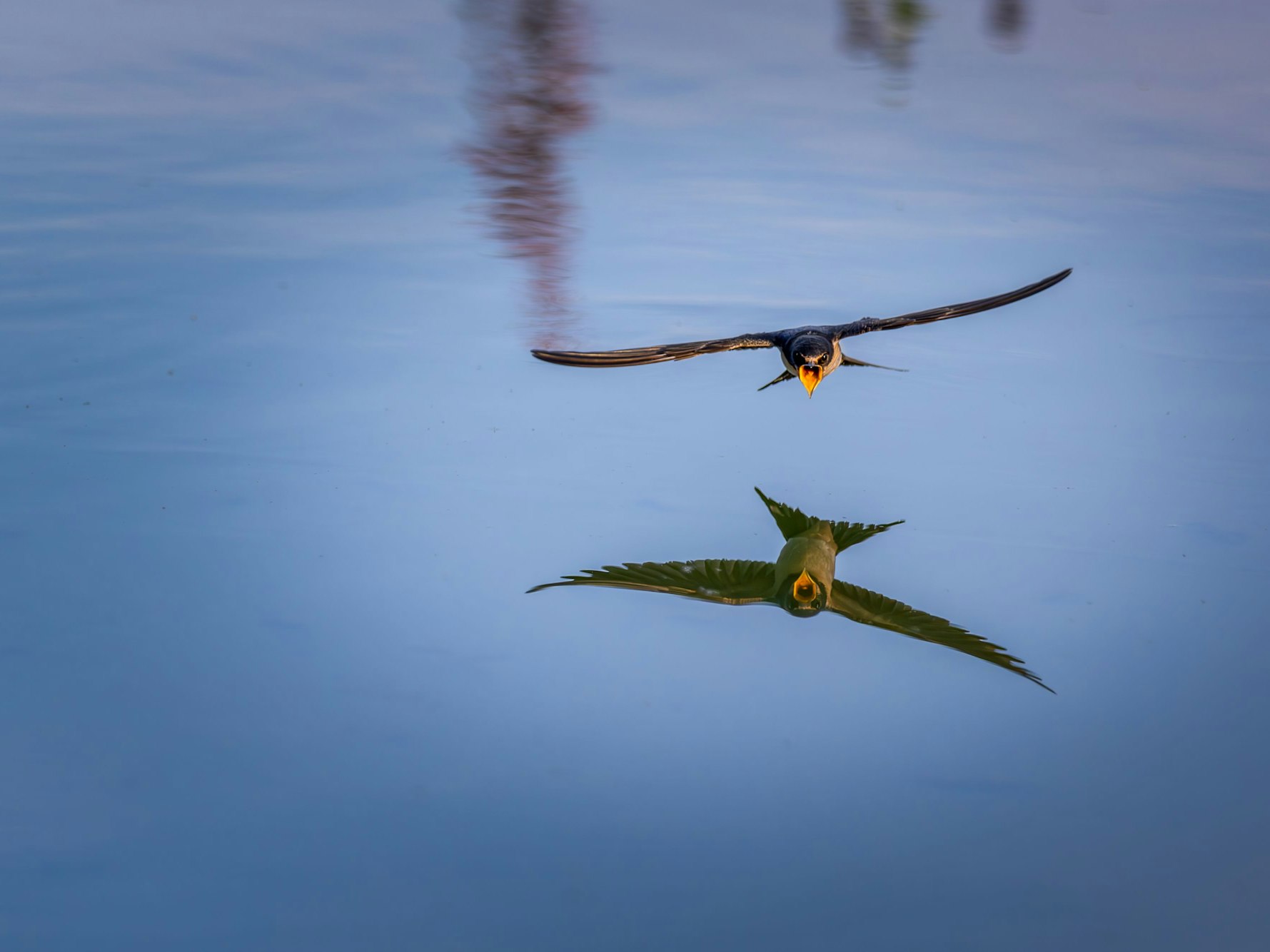 Schwalben im Sinkflug über dem Wasser.