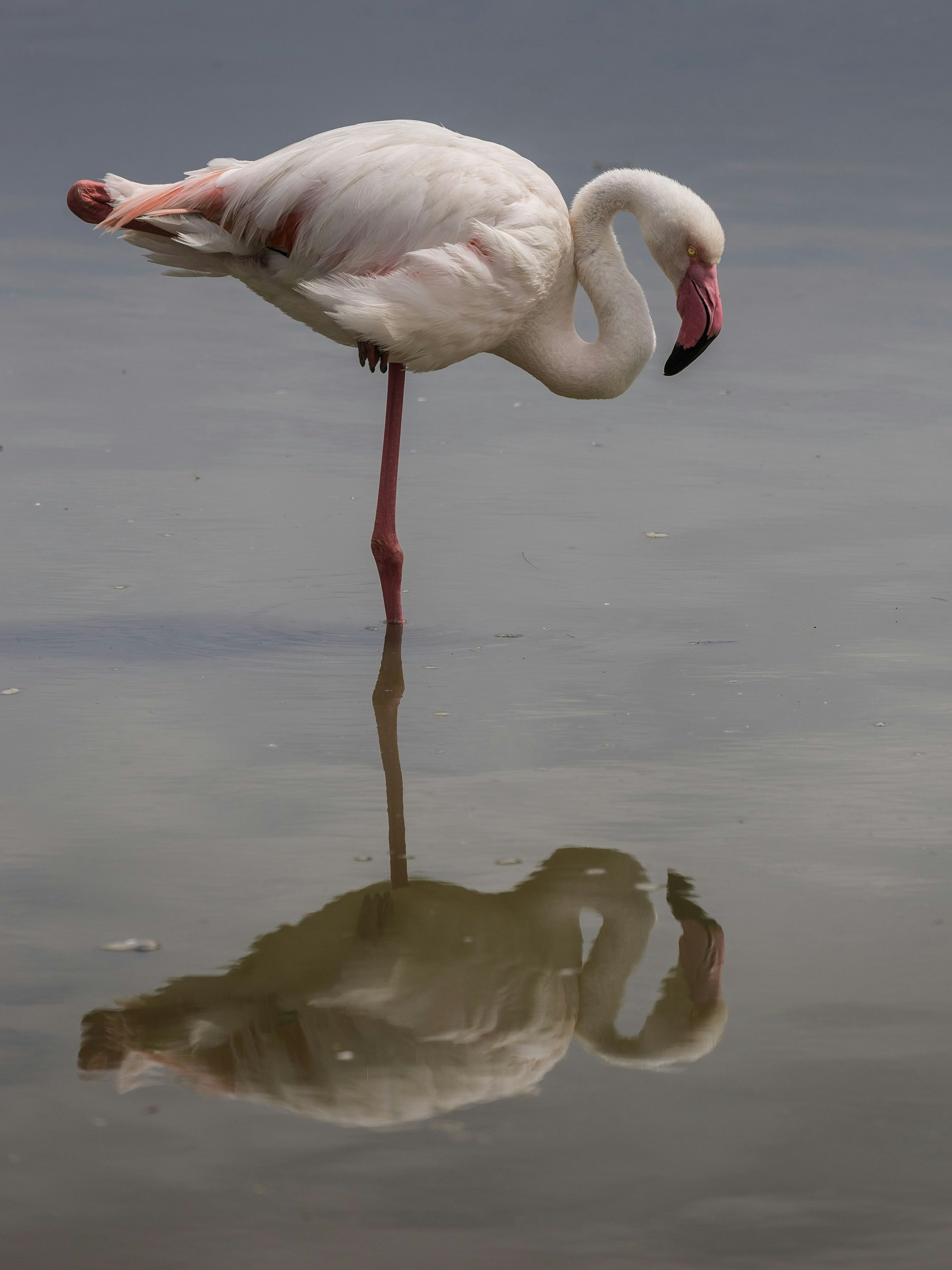 Ein Flamingo spiegelt sich auf der Wasseroberfläche.