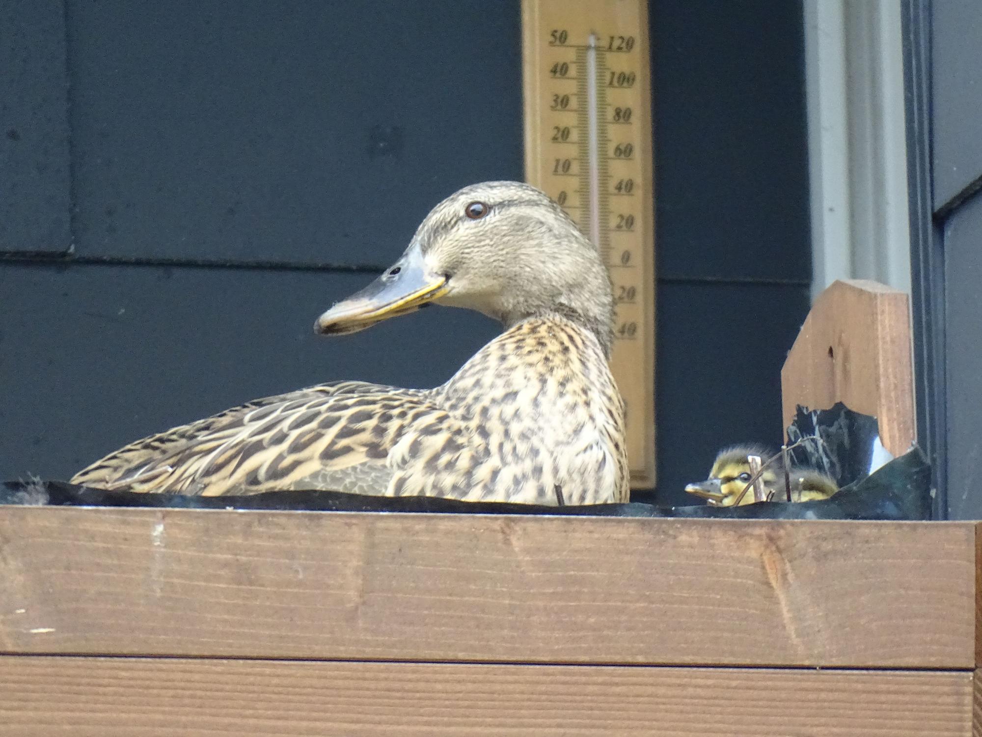 Eine Ente sitzt mit ihren Küken auf einem Fensterbrett.