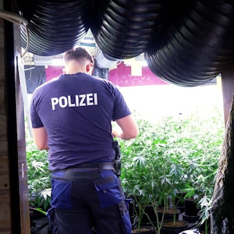 Das Foto zeigt einen Polizisten vor einer Cannabis-Plantage.