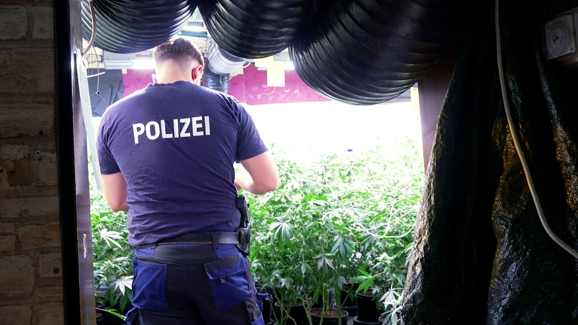 Das Foto zeigt einen Polizisten vor einer Cannabis-Plantage.