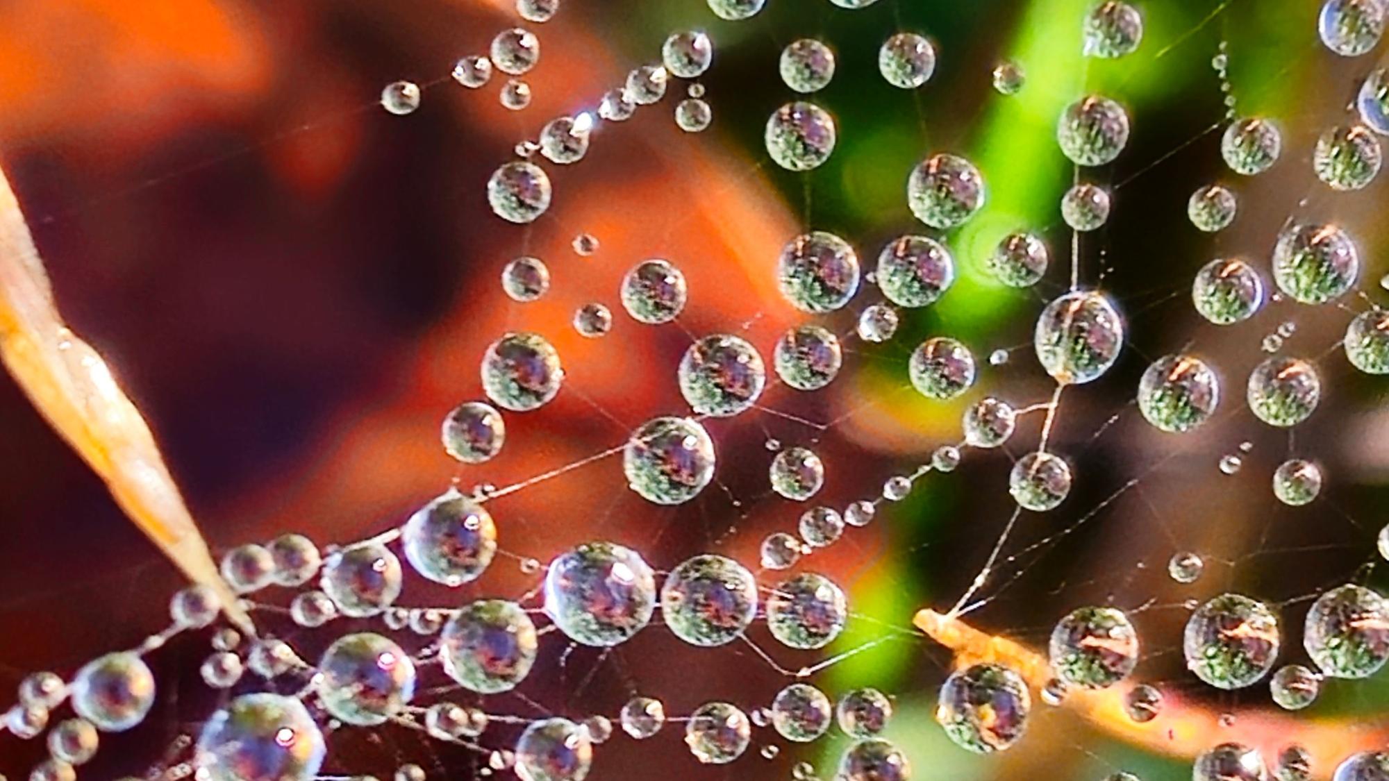 Wassertropfen an Spinnweben.