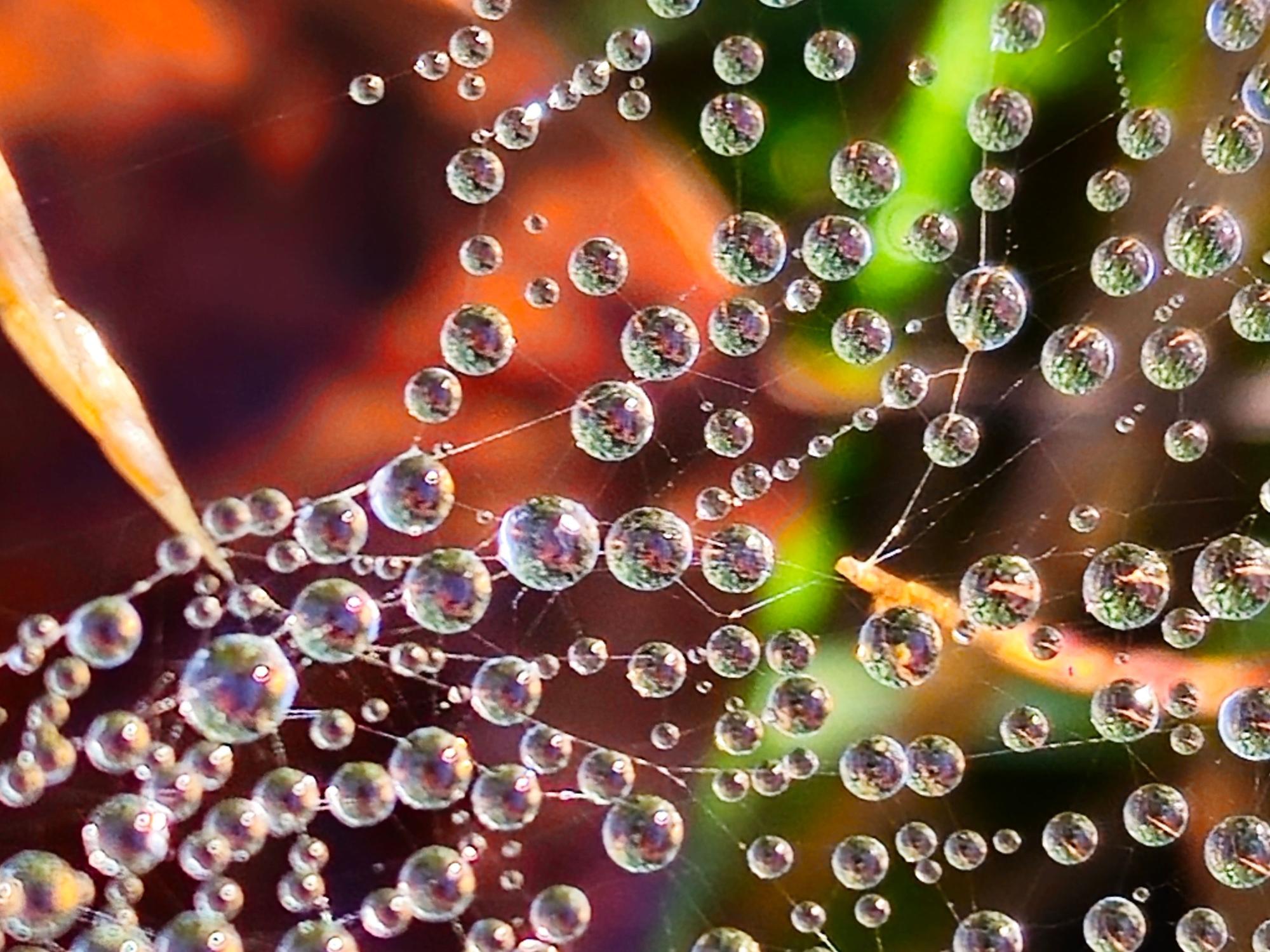Wassertropfen an Spinnweben.