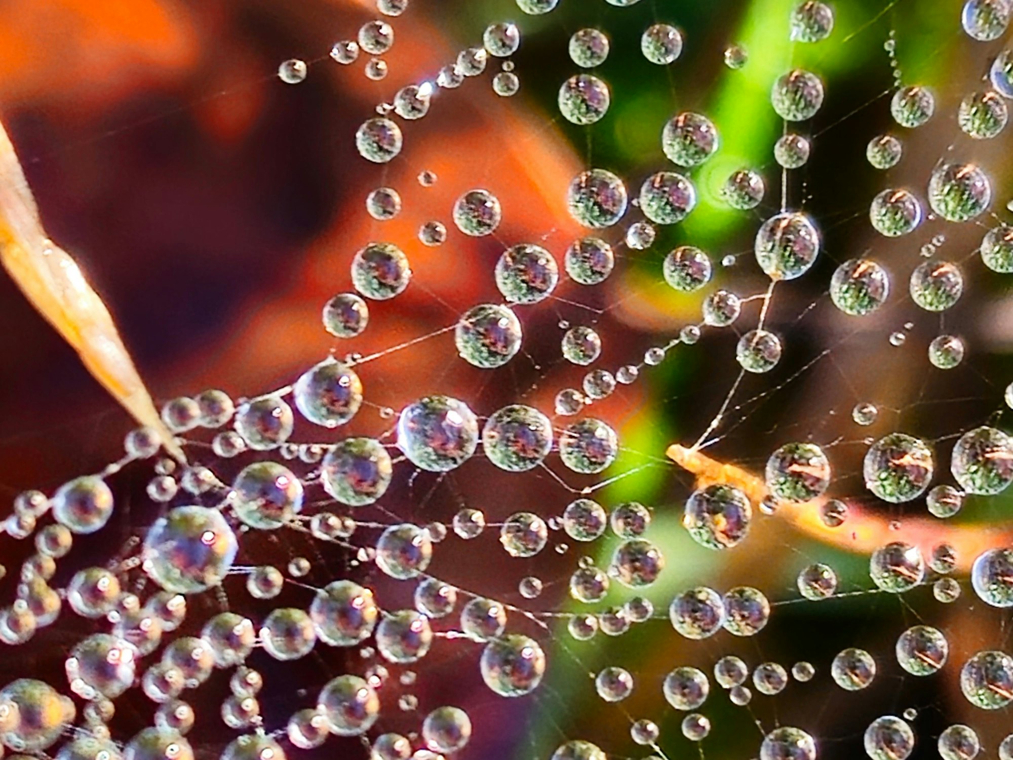 Wassertropfen an Spinnweben.