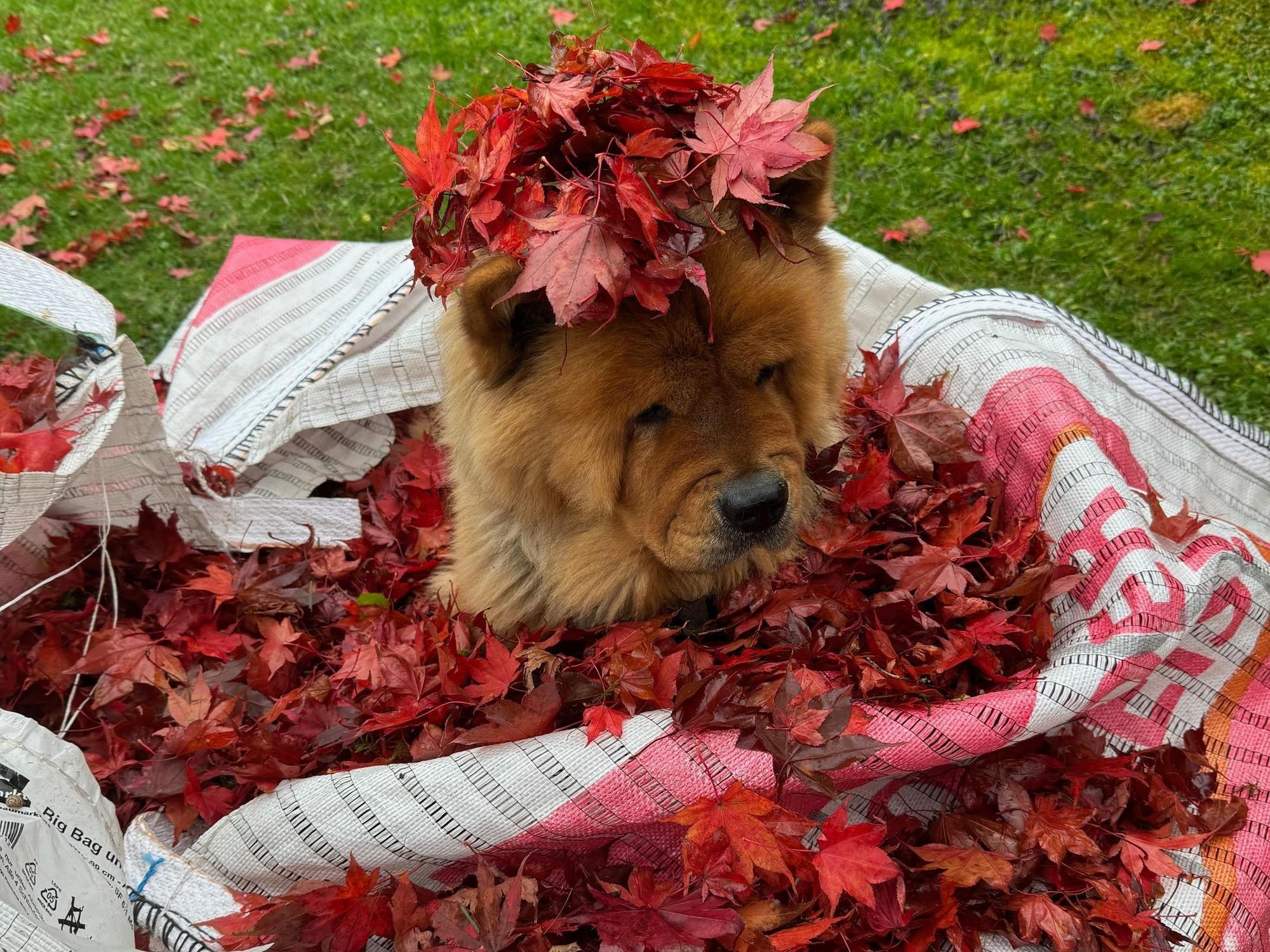Ein Hund in einem Haufen voller roter Herbstblätter. Einige Blätter liegen auf seinem Kopf.