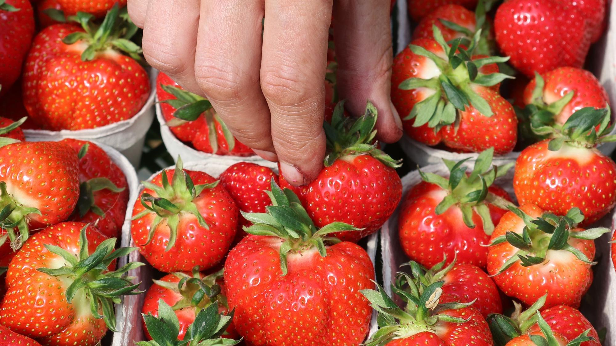 Rund 3,3 Kilo Erdbeeren essen die Menschen in Deutschland durchschnittlich im Jahr - jetzt läuft die Erntesaison in Deutschland an.