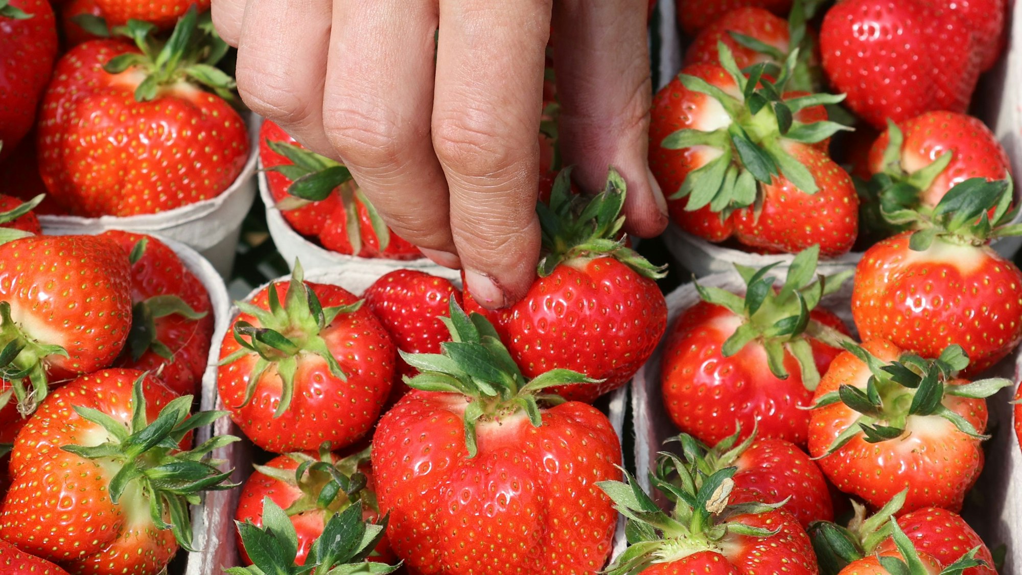 Rund 3,3 Kilo Erdbeeren essen die Menschen in Deutschland durchschnittlich im Jahr - jetzt läuft die Erntesaison in Deutschland an.