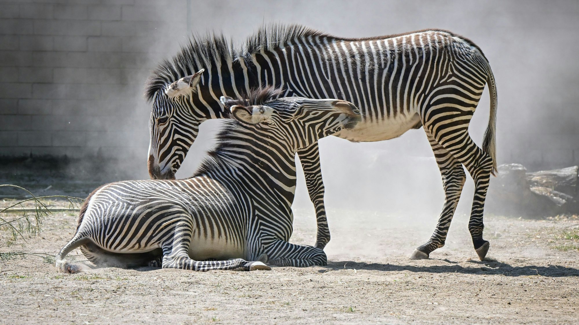 Vertragen sich bestens: Ferdinand und Silvester haben künftig in Köln ihr neues Zuhause.