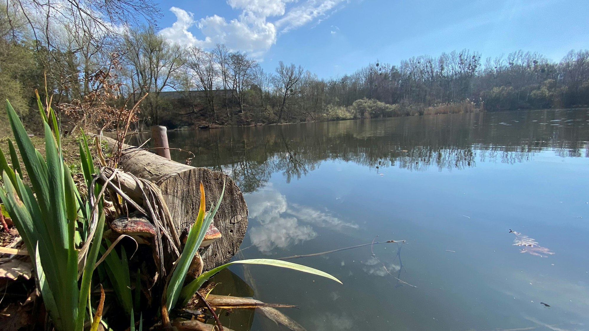 Zu sehen ist das Gewässer des Ententeichs.