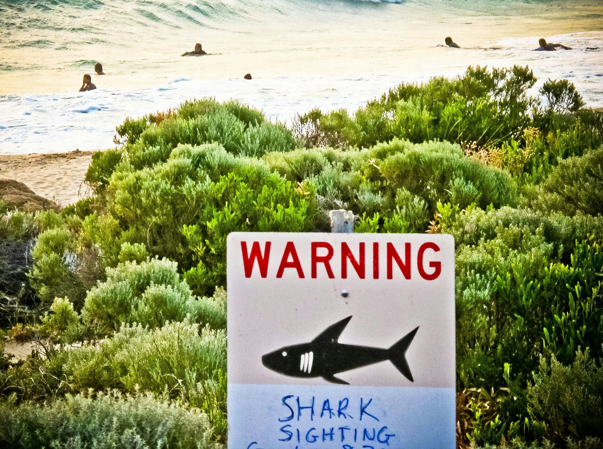 Die Gewässer rund um Australien sind berühmt-berüchtigt: Es kommt immer wieder zu Haiangriffen auf Schwimmer und Surfer. (Symbolbild)