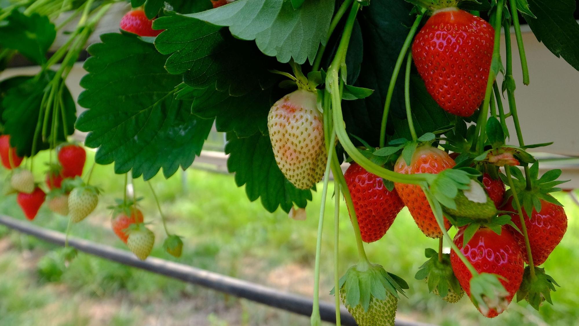 Erdbeeren wachsen auf dem Krewelshof Eifel in Obergartzem.