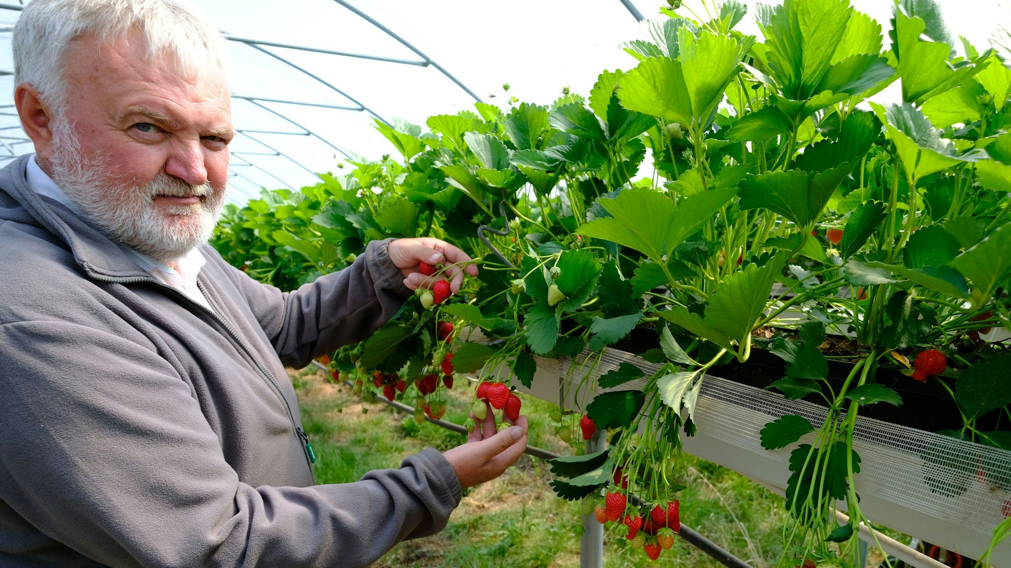 Thomas Ruland begutachtet die Erdbeeren, die in einem Foliengewächshaus heranwachsen.
