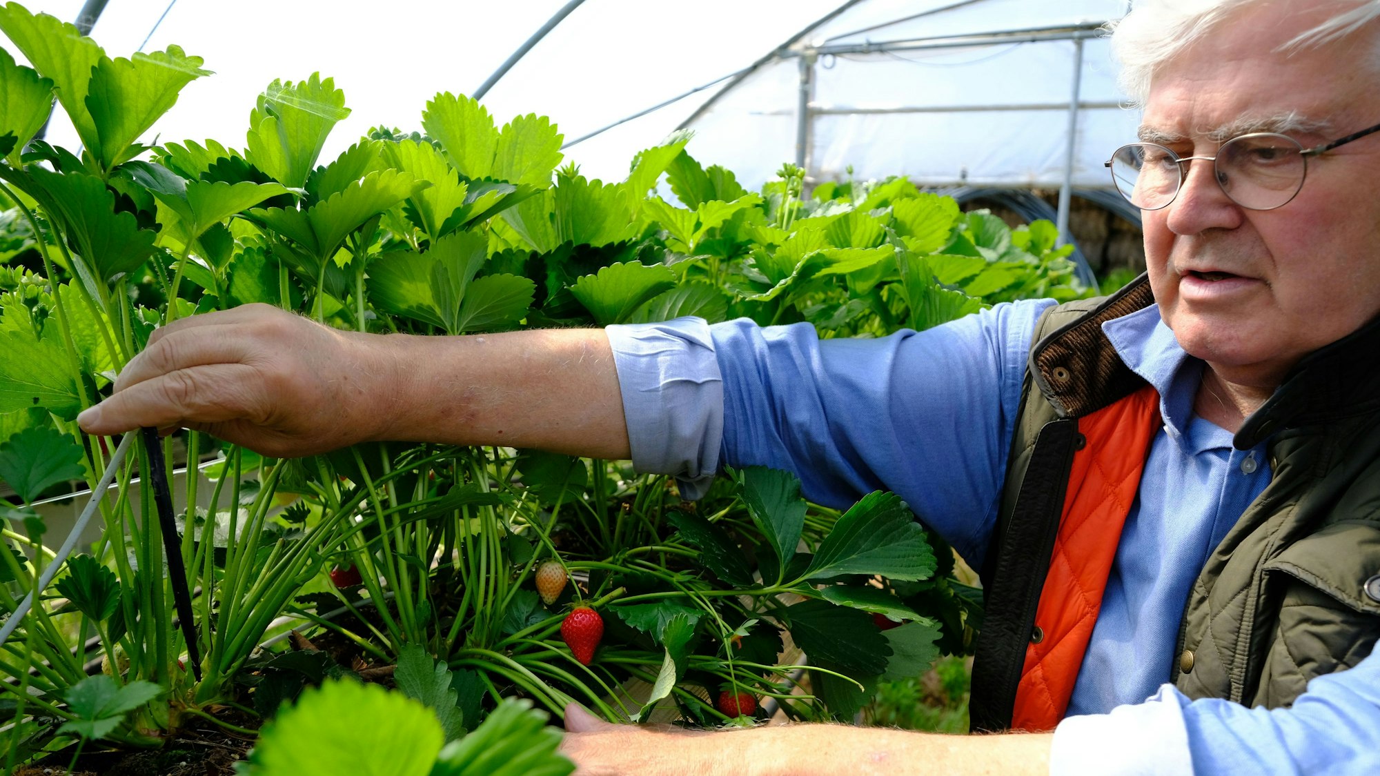 Bauer Theo Bieger zeigt den Tropfer des Bewässerungssystems, über das die Erdbeerpflanzen versorgt werden.