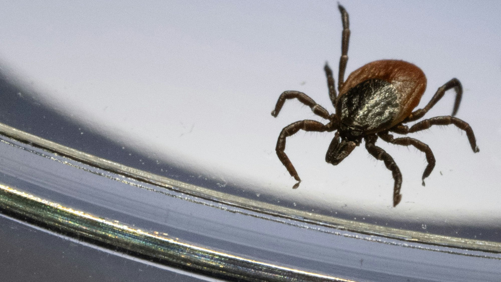 Ein Gemeiner Holzbock (Ixodes ricinus) ist unter einem Mikroskop in einem Labor der Parasitologie der Universität Hohenheim zu sehen.