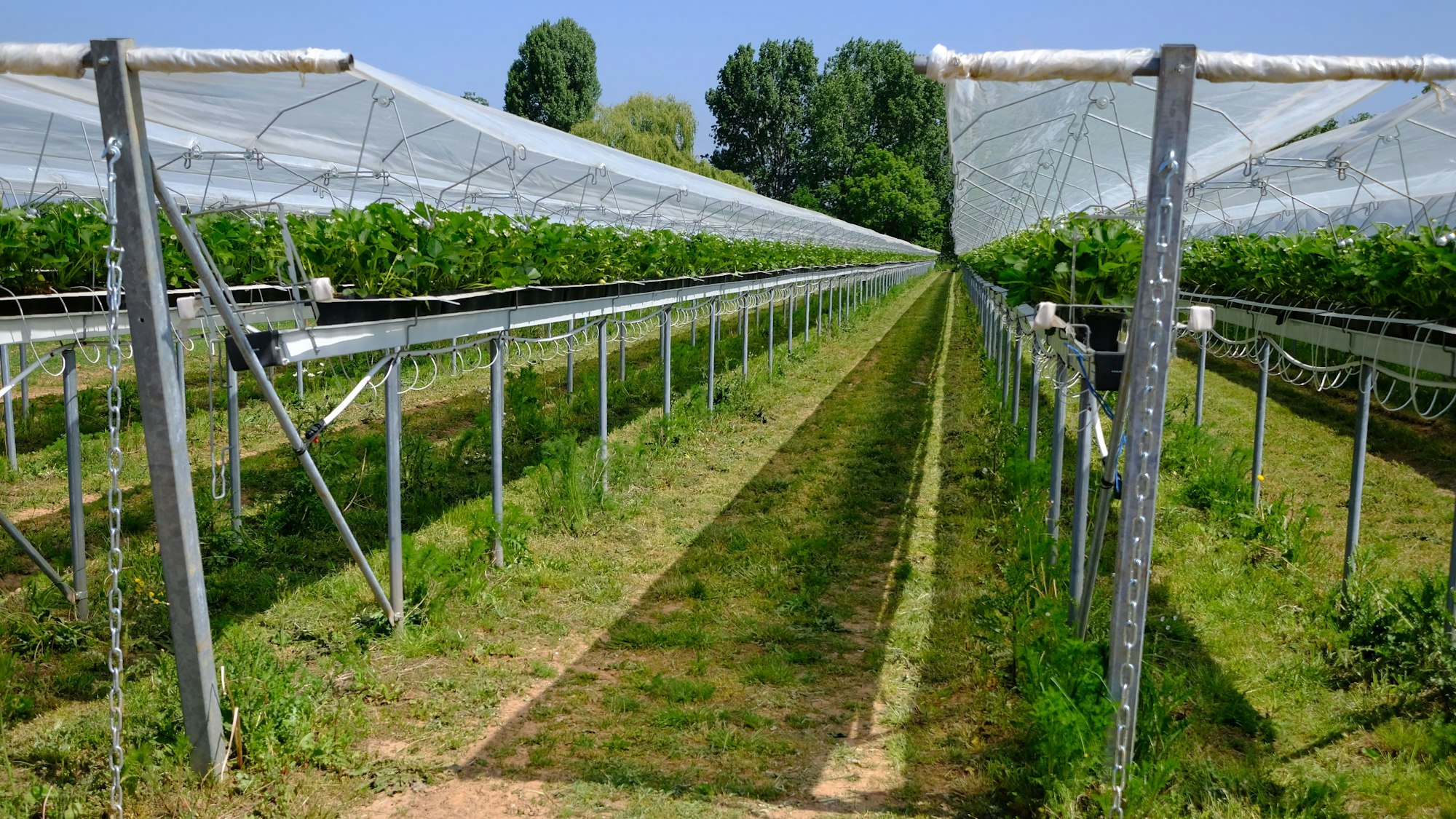 Auf dem Krewelshof Eifel in Obergartzem hat die Erdbeerernte begonnen. Regenkappen aus Kunststofffolie schützen die empfindlichen Früchte.