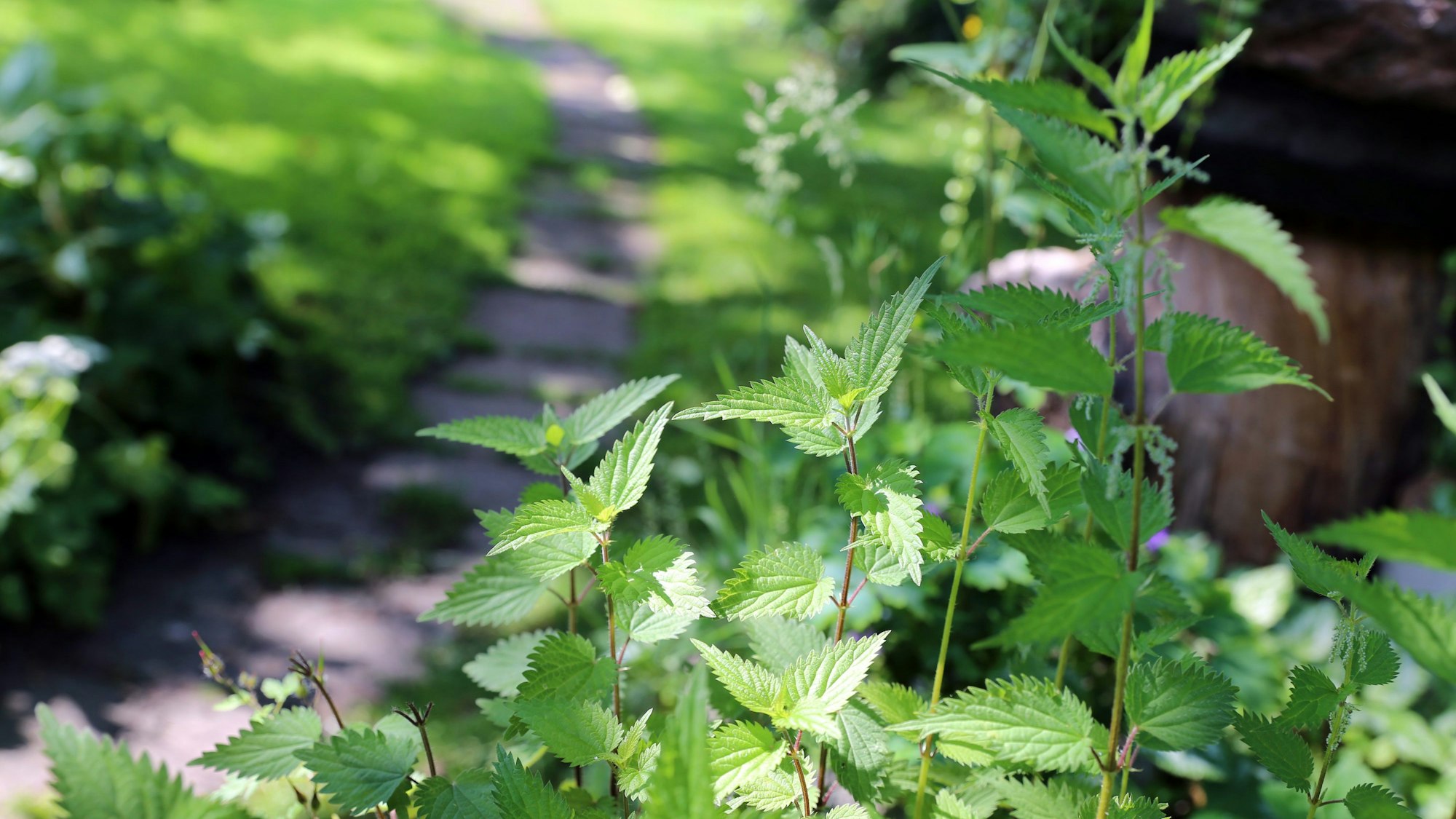 - Brennnessel galten lange als unerwünschtes Unkraut. Es gibt aber auch viele Gründe, das üppiges Grün im Garten bewusst wachsen zu lassen.