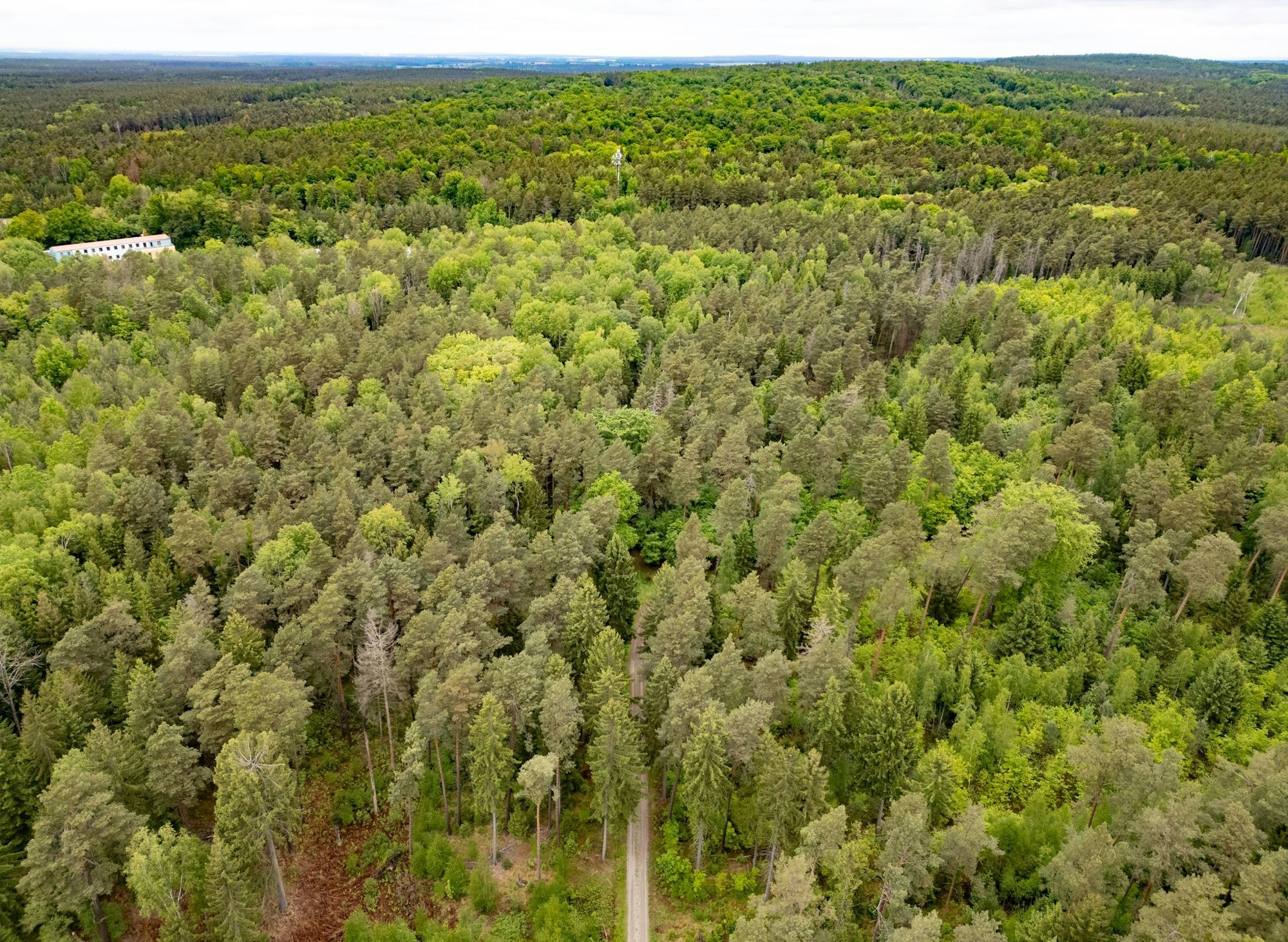 Junge Frau in Königsbrücker Heide gefunden - Jugendlicher unter Tatverdacht