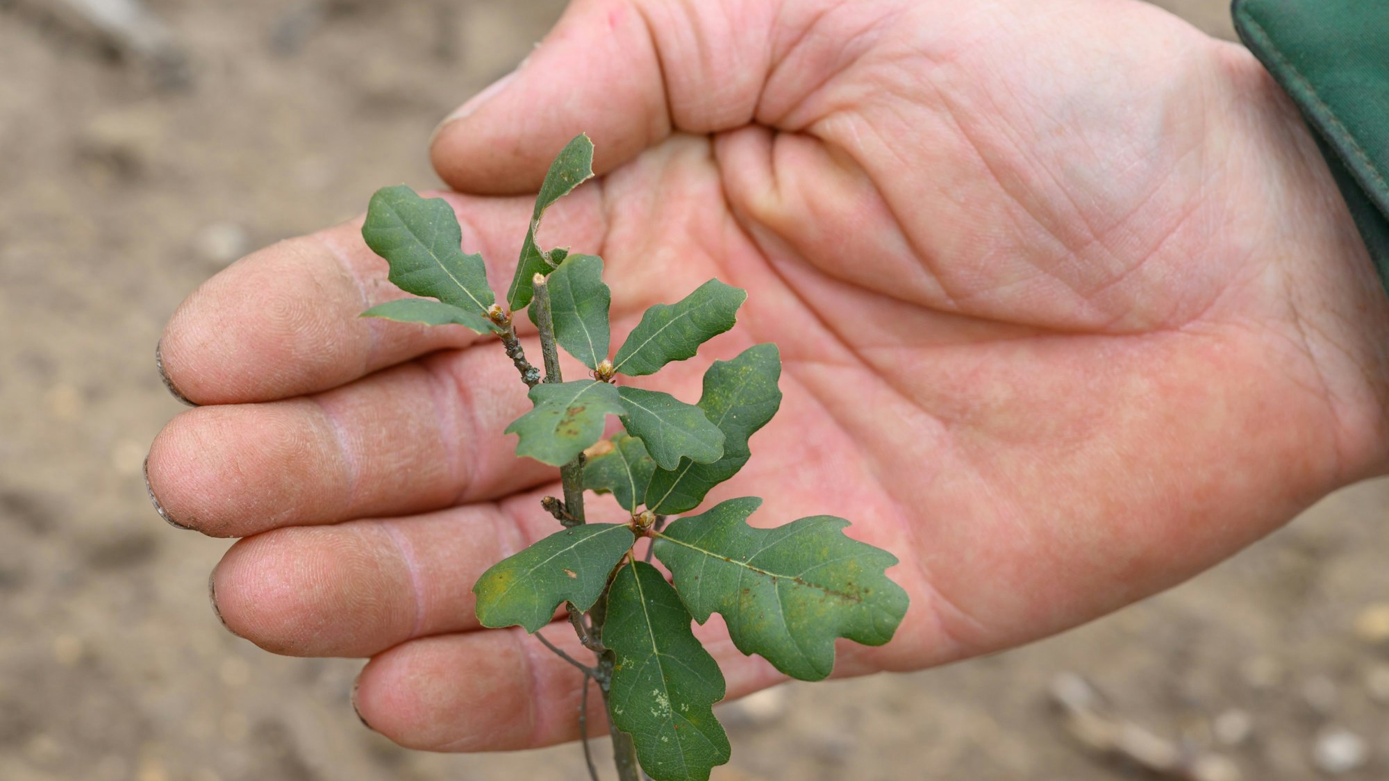 ARCHIV - 10.04.2025, Brandenburg, Branitz: Holger Derno, Baumschulgärtner der Stiftung Fürst-Pückler-Museum Park und Schloss Branitz, zeigt eine junge Flaumeiche (Quercus pubescens) im Arboretum der neuen Baumuniversität. Die gute alte Stieleiche hält der Dürre und Hitze nicht mehr stand. Im Branitzer Park werden deshalb Baumarten gepflanzt, die robuster sind. Die Neue Baumuniversität versorgt den Park mit Nachwuchs. m neuen Arboretum gedeihen momentan 3000 junge Bäume und Sträucher von 400 besonders klimaresistenten Arten. (zu dpa: «In Branitz schlägt die Zukunft Wurzeln») Foto: Patrick Pleul/dpa +++ dpa-Bildfunk +++