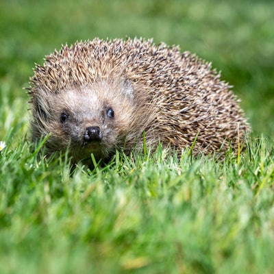Zu sehen ist ein Igel auf einer Wiese.